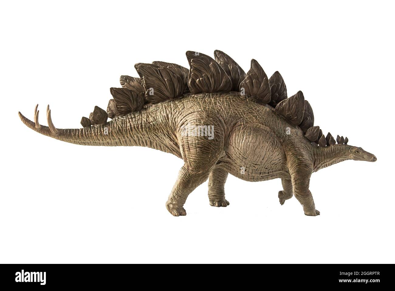 Stegosaurus Dinosaur on white background Stock Photo - Alamy