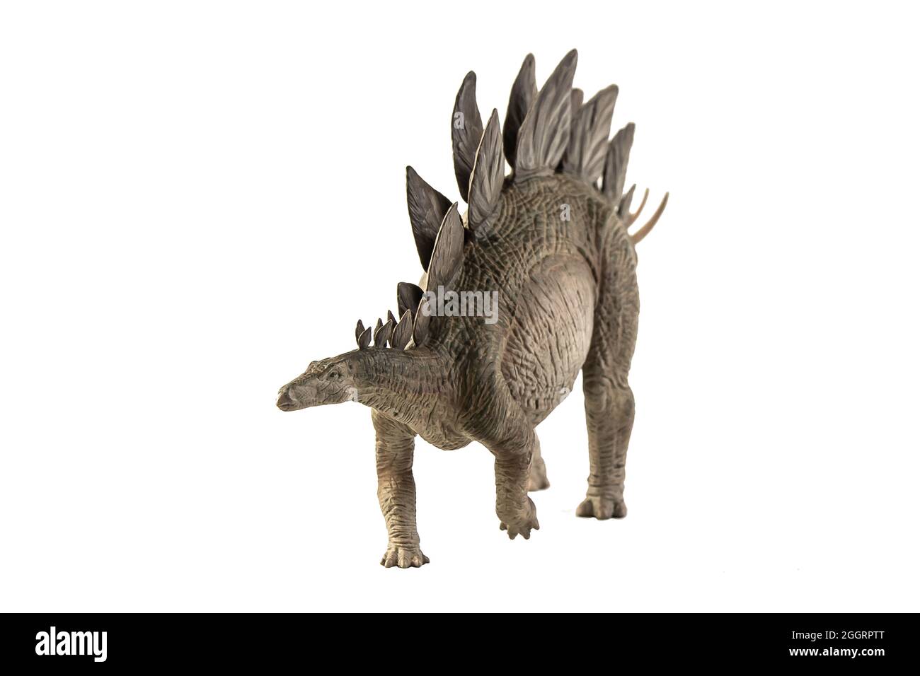 Stegosaurus Dinosaur on white background Stock Photo - Alamy