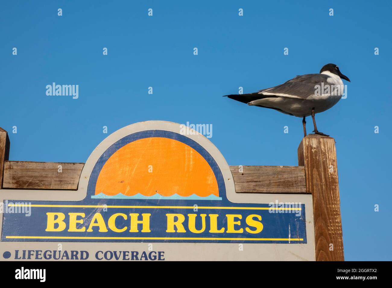 Seagull on beach rules sign, Bethany Beach, Delaware, USA Stock Photo