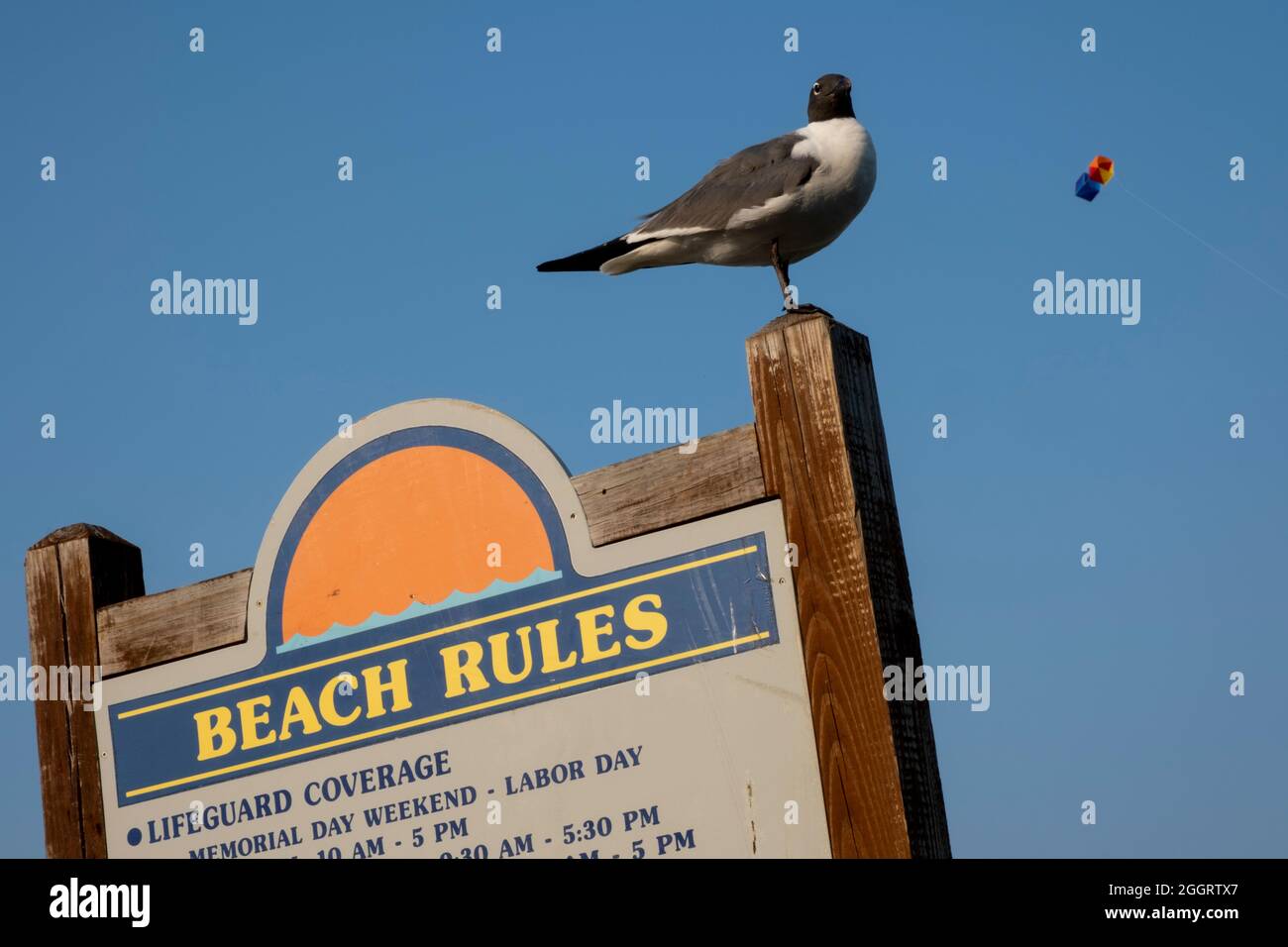Are Dogs Allowed On Bethany Beach Delaware