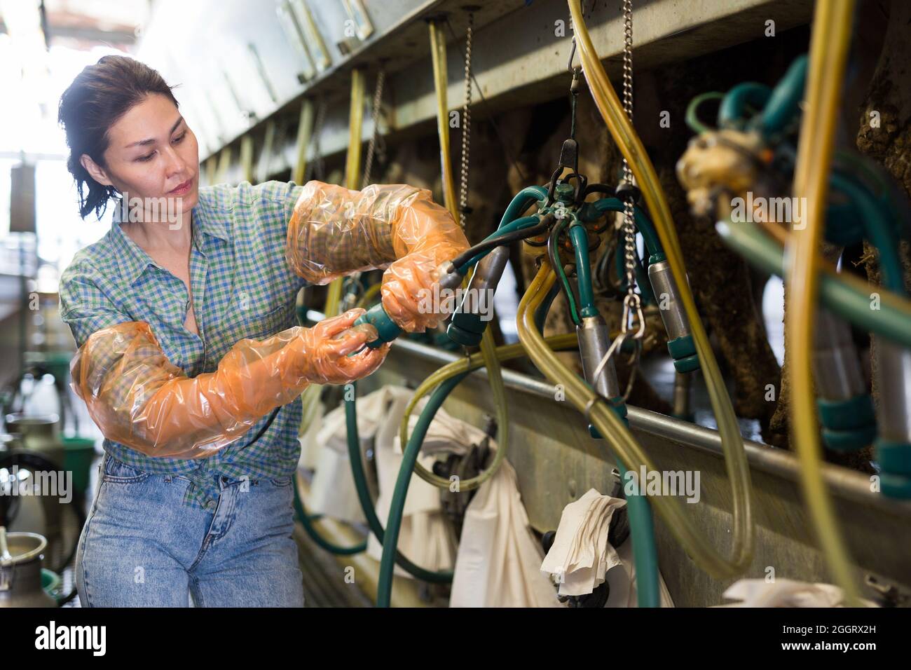 Concentrated kazakh woman works near milking machine Stock Photo Alamy