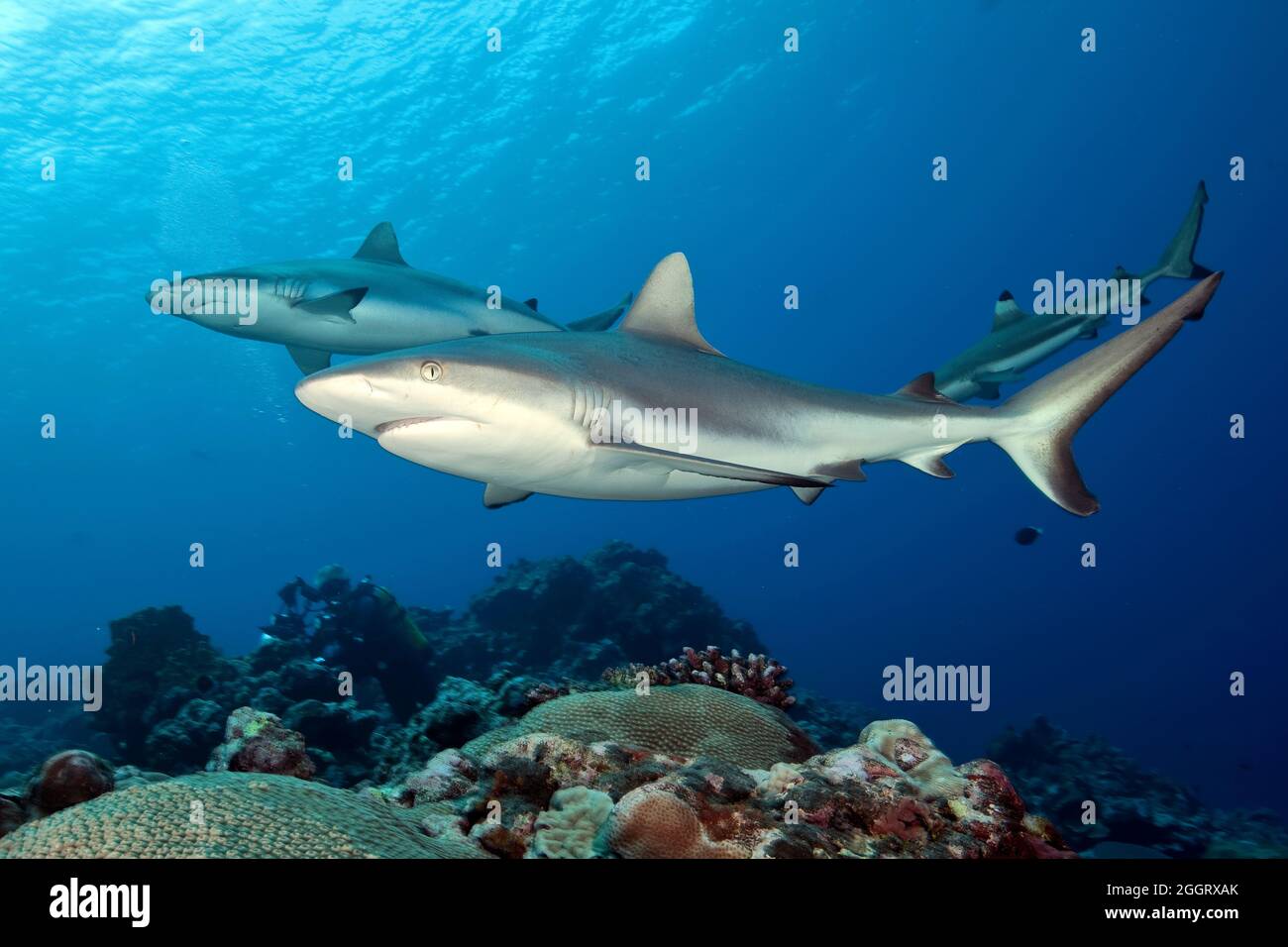 Grauer Riffhai (Carcharhinus amblyrhynchos), Pazifik, Yap, Karolineninseln, Mikronesien, Föderierte Staaten von Mikronesien, Australien Stock Photo