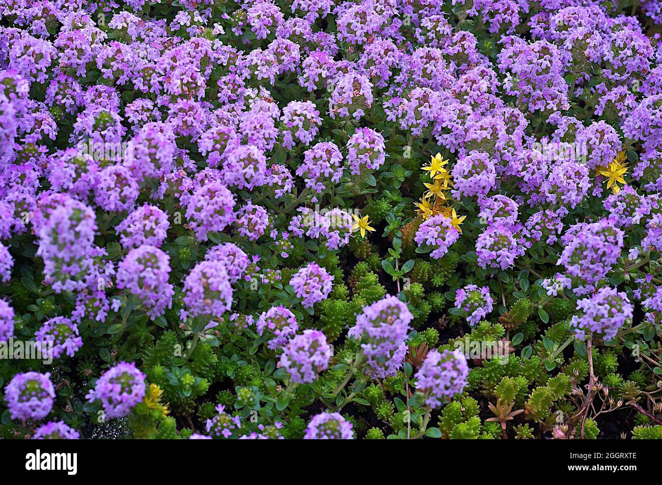 View of purple flowers of the succulent plants in the garden Stock Photo -  Alamy