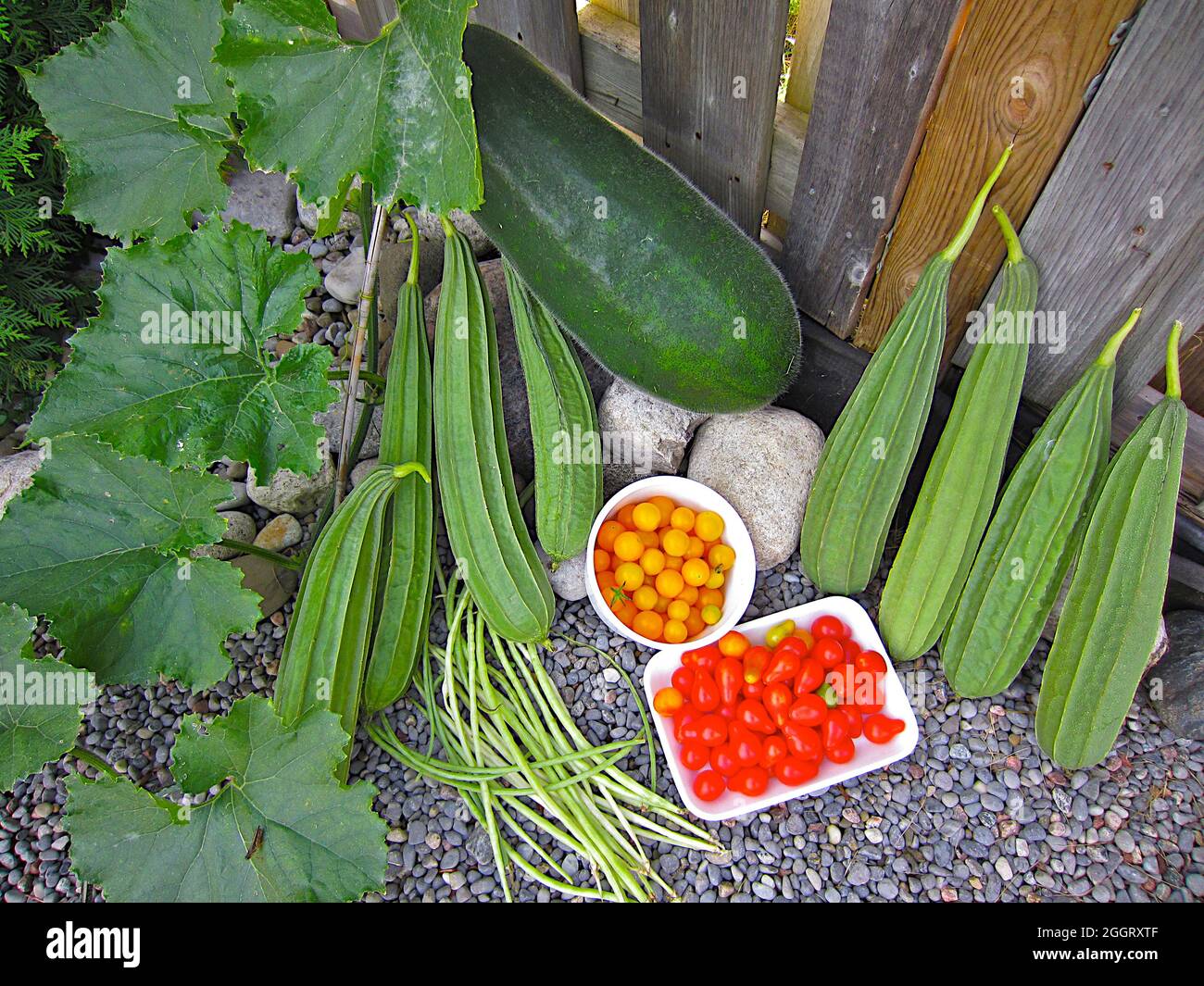 Variety of garden vegetables tomato, long bean, fuzzy melon, and  Chinese green melon squash with garden background. Stock Photo