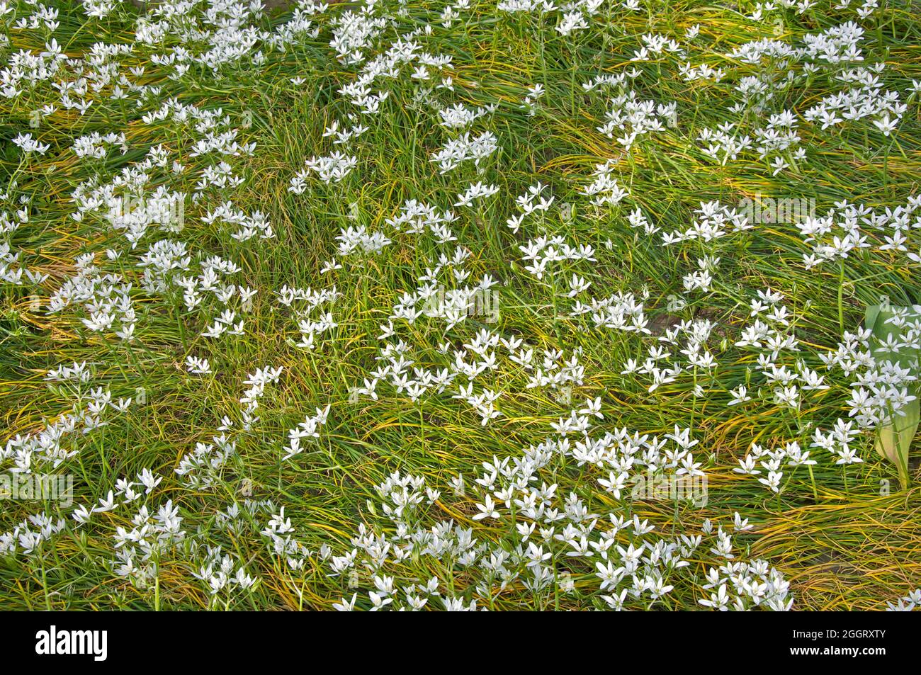 Scenics - nature of wildflowers in springtime Stock Photo