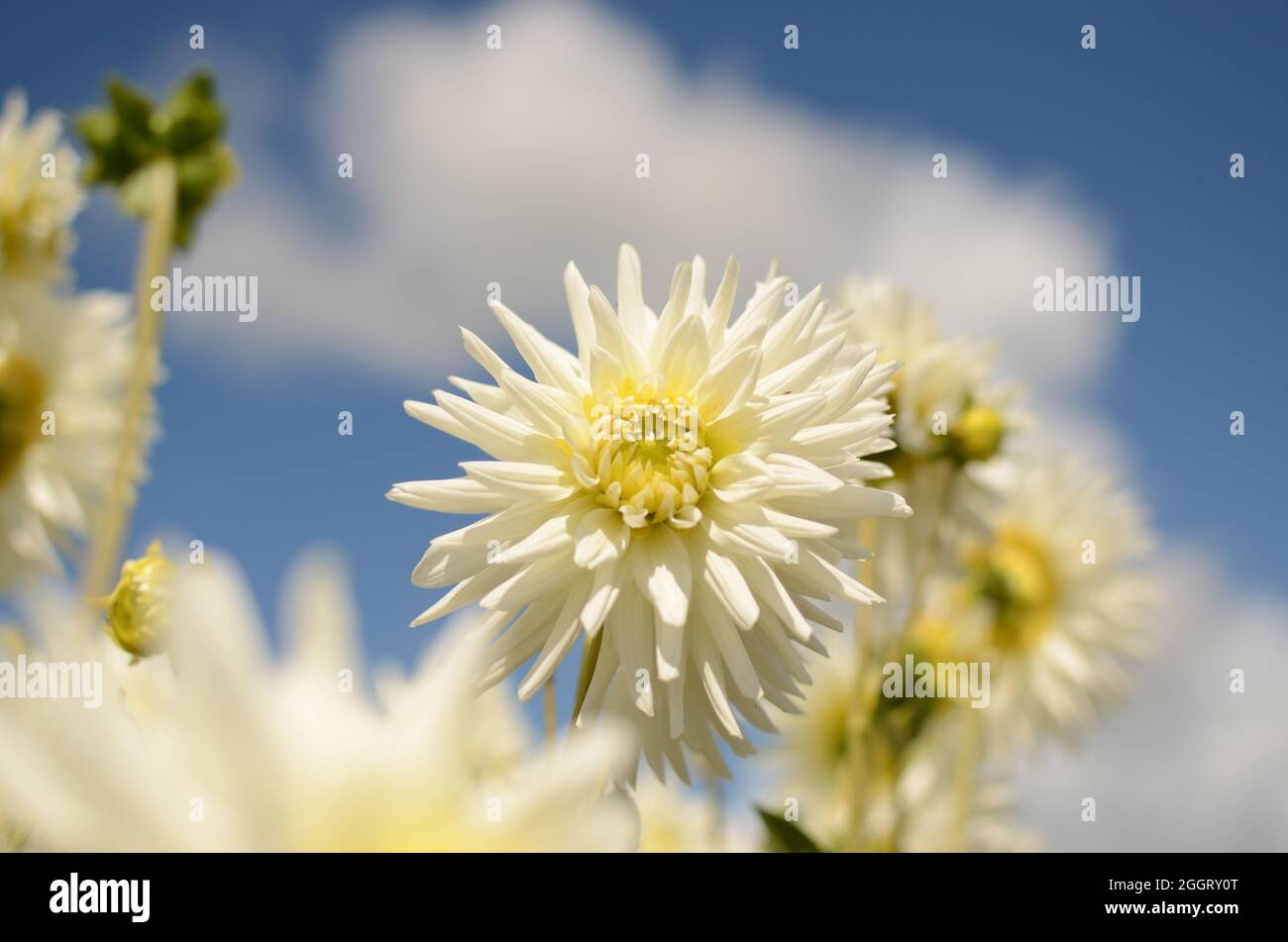 White Cactus Dahlia Flower. Stock Photo
