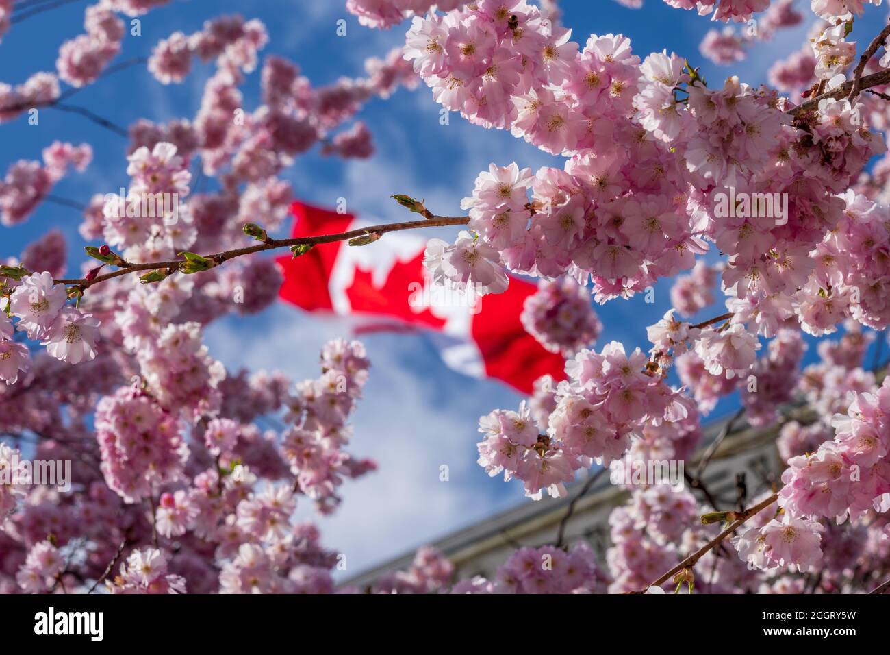 National Flag of Canada and cherry blossoms in full bloom. Concept of canadian urban city life in spring time. Vancouver City Hall. Stock Photo