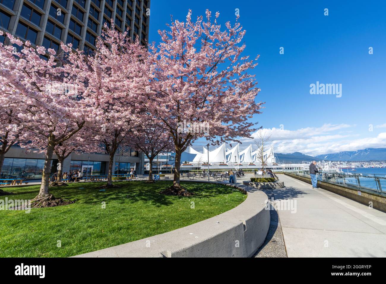 Cherry blossoms in full bloom with Vancouver City downtown buildings