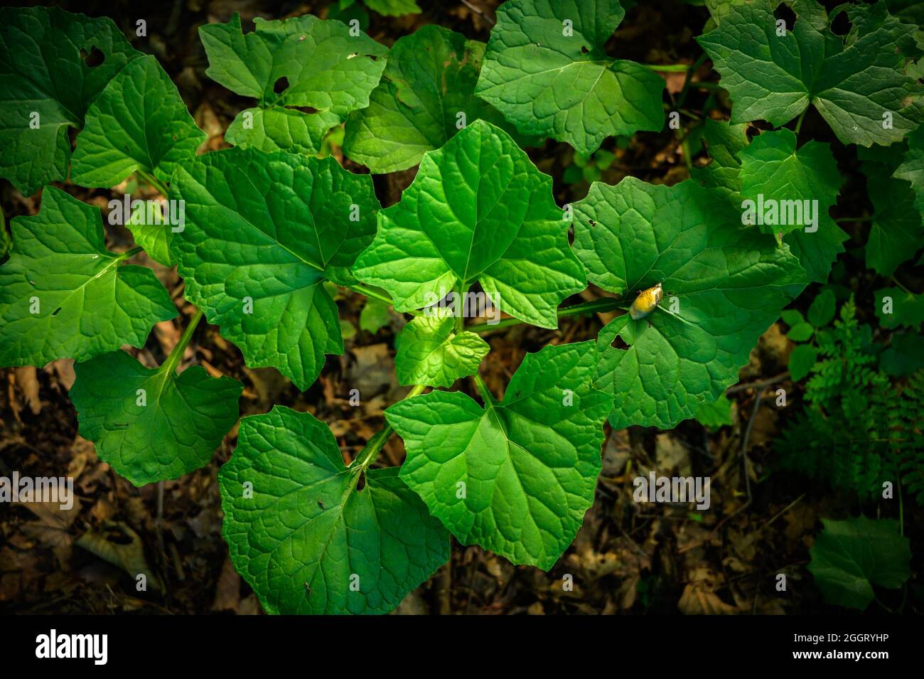 Fresh green leaves as background. Selective focus with shallow depth of ...