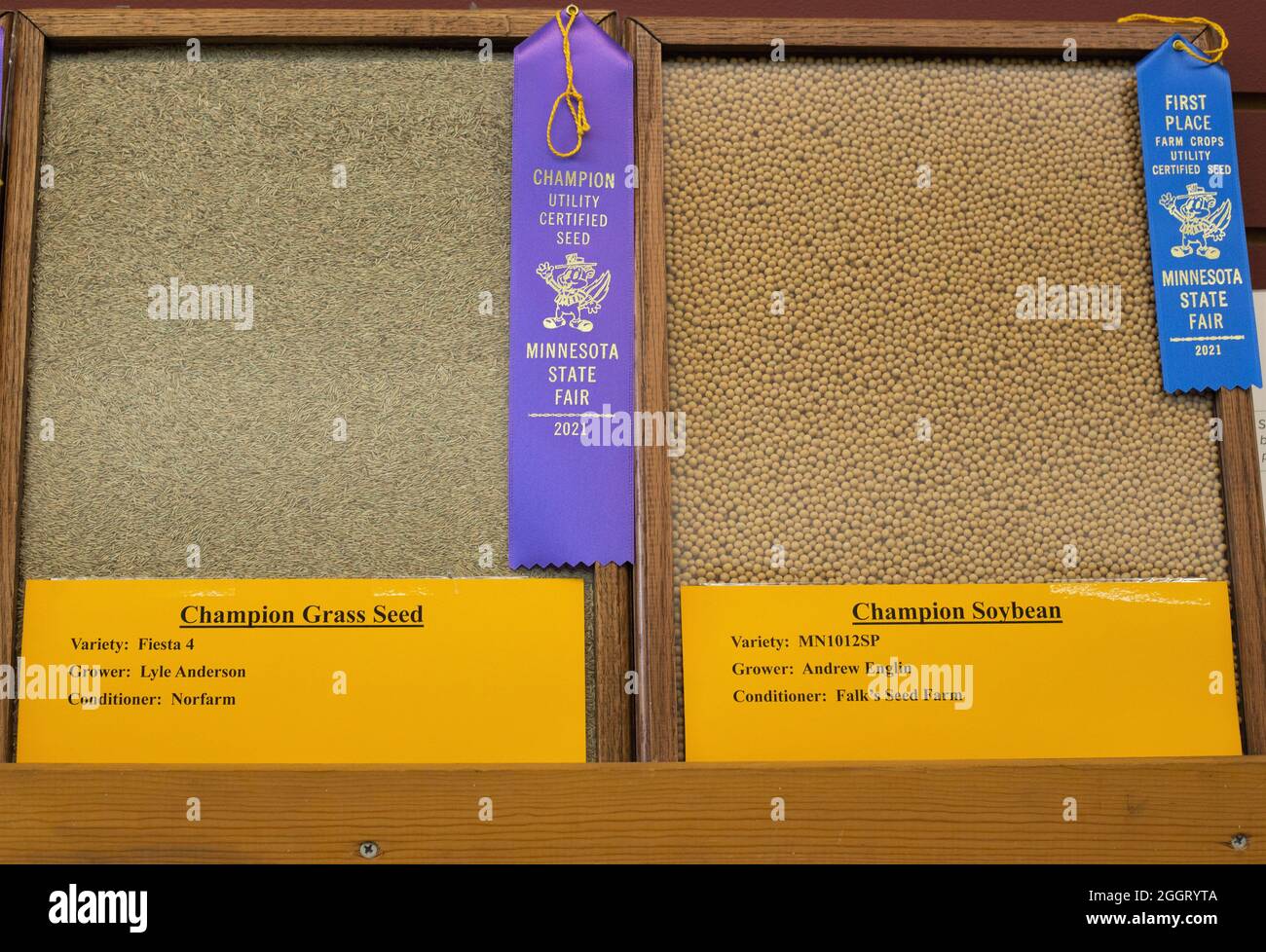 Ribbon winners in the seed contest at the Minnesota State Fair Stock