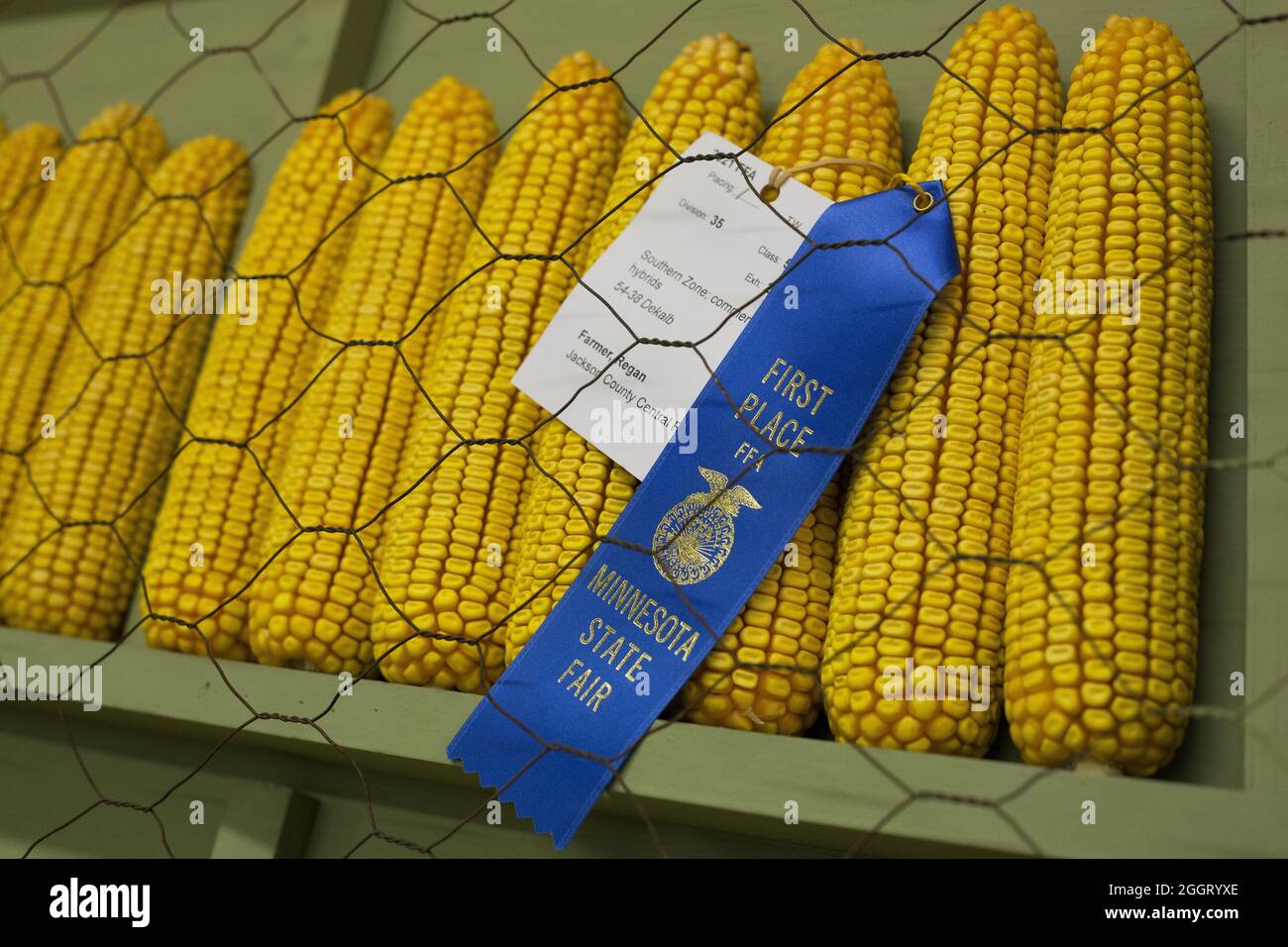 A display of corn growing winners at the Minnesota State Fair Stock