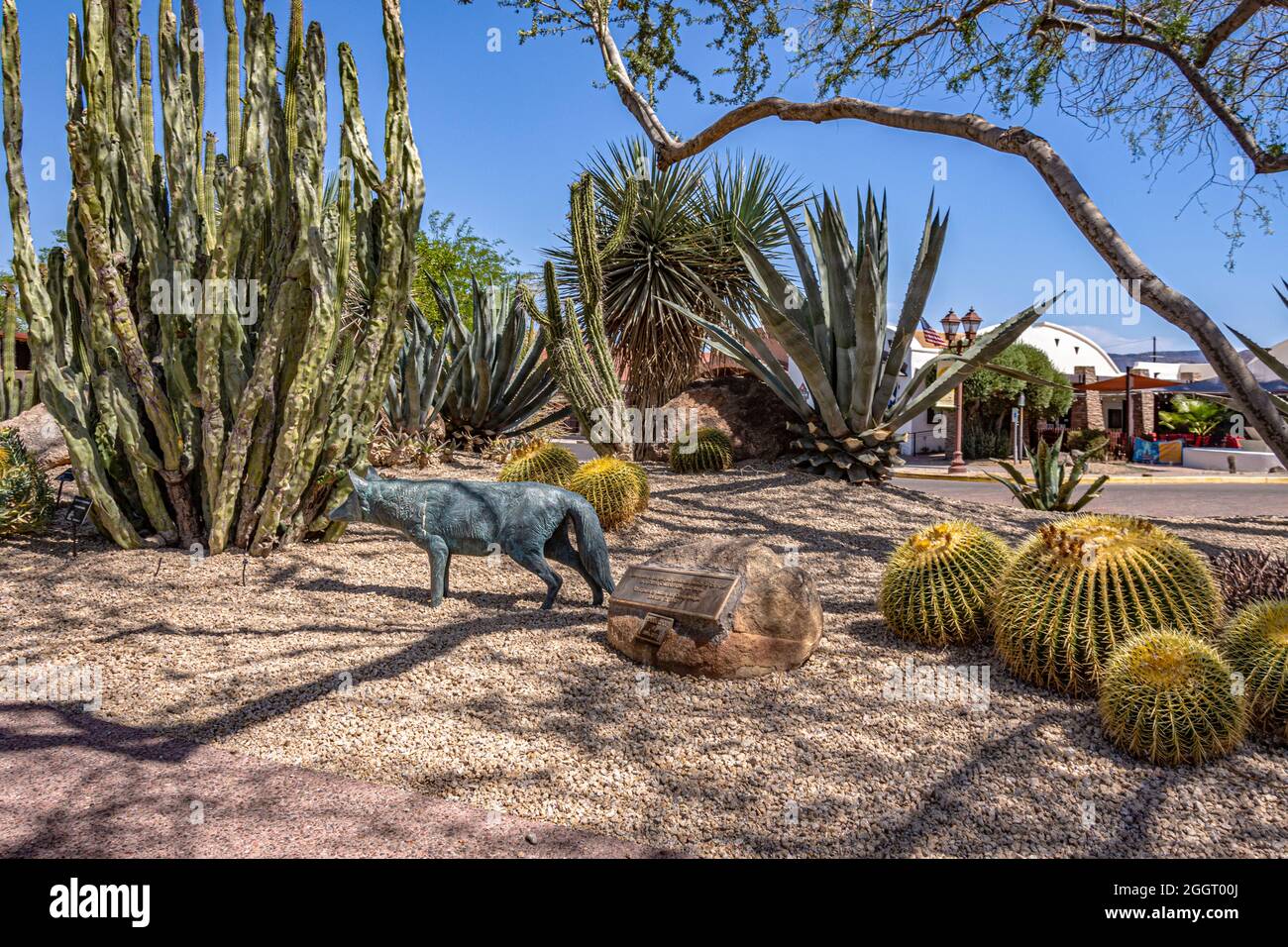 Various Cactus and other plants inhabit the Carefree Desert Gardens in Arizona. Carefree is a