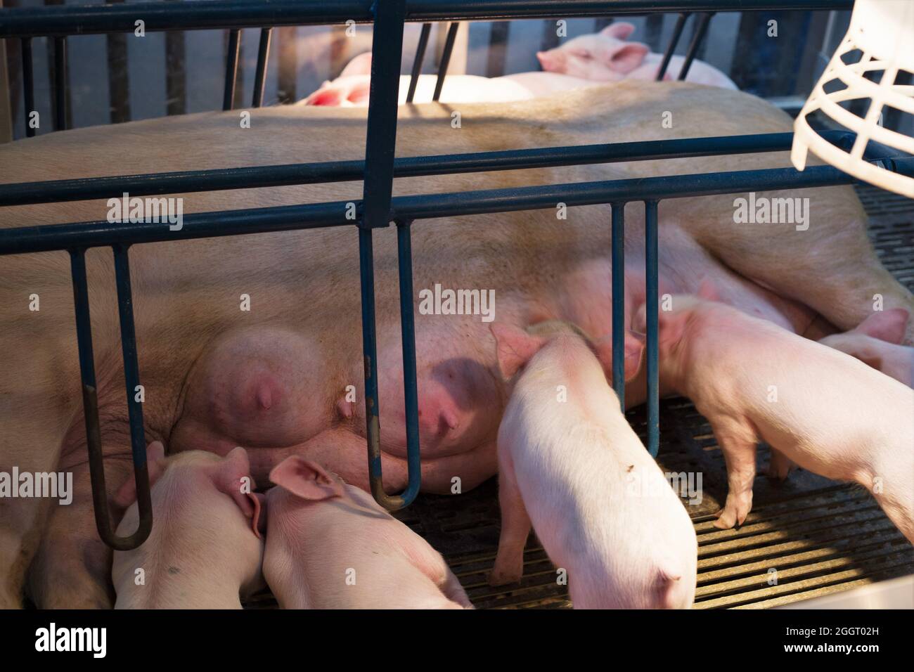 A sow and her litter in a gestation crate. Stock Photo
