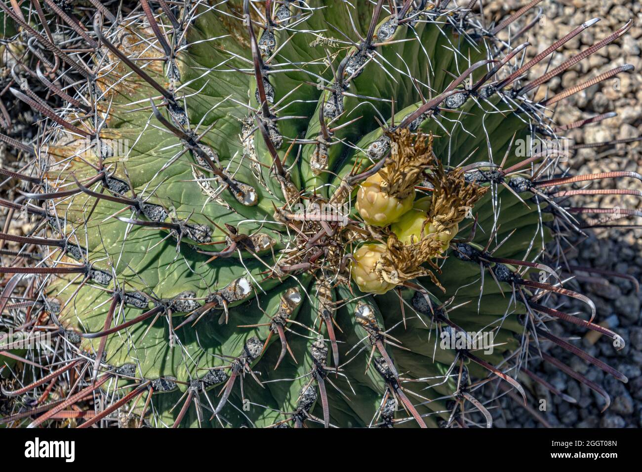 Various Cactus and other plants inhabit the Carefree Desert Gardens in Arizona. Carefree is a suburb of Phoenix. This plant is known as  the Twisted B Stock Photo