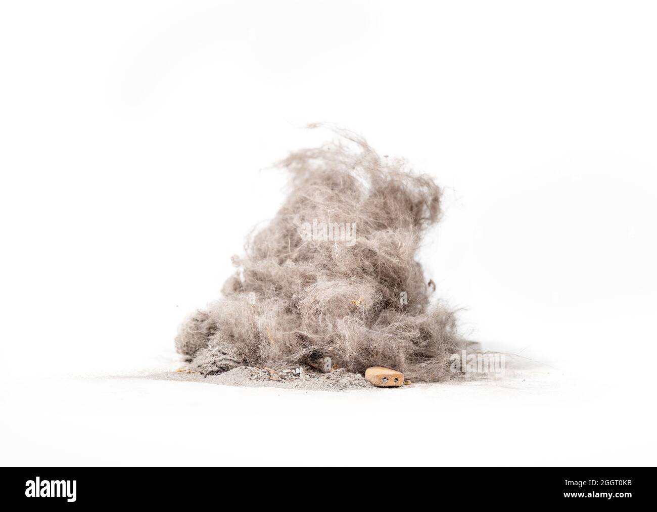 Large debris pile of dust, pet fur and hair dumped out from cyclonic vacuum canister after cleaning the a home or flat with animals. Twisted and turne Stock Photo