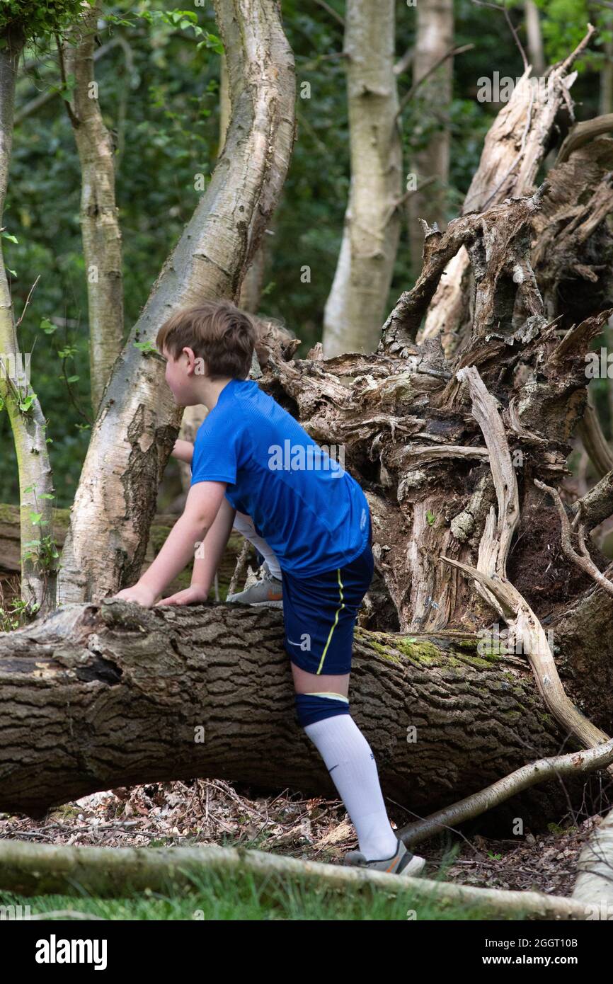 Young boy, child, clambering over fallen tree trunk, familiarising himself first hand with nature, wildness, wilderness. Experiencing finding limitations. Stock Photo