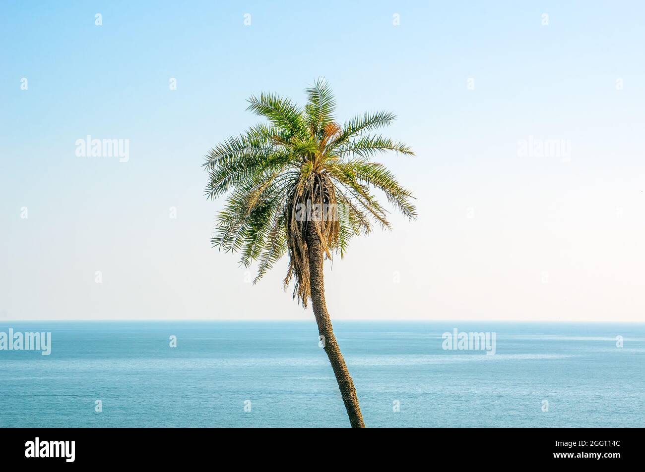Palm tree blue sea hi-res stock photography and images - Alamy