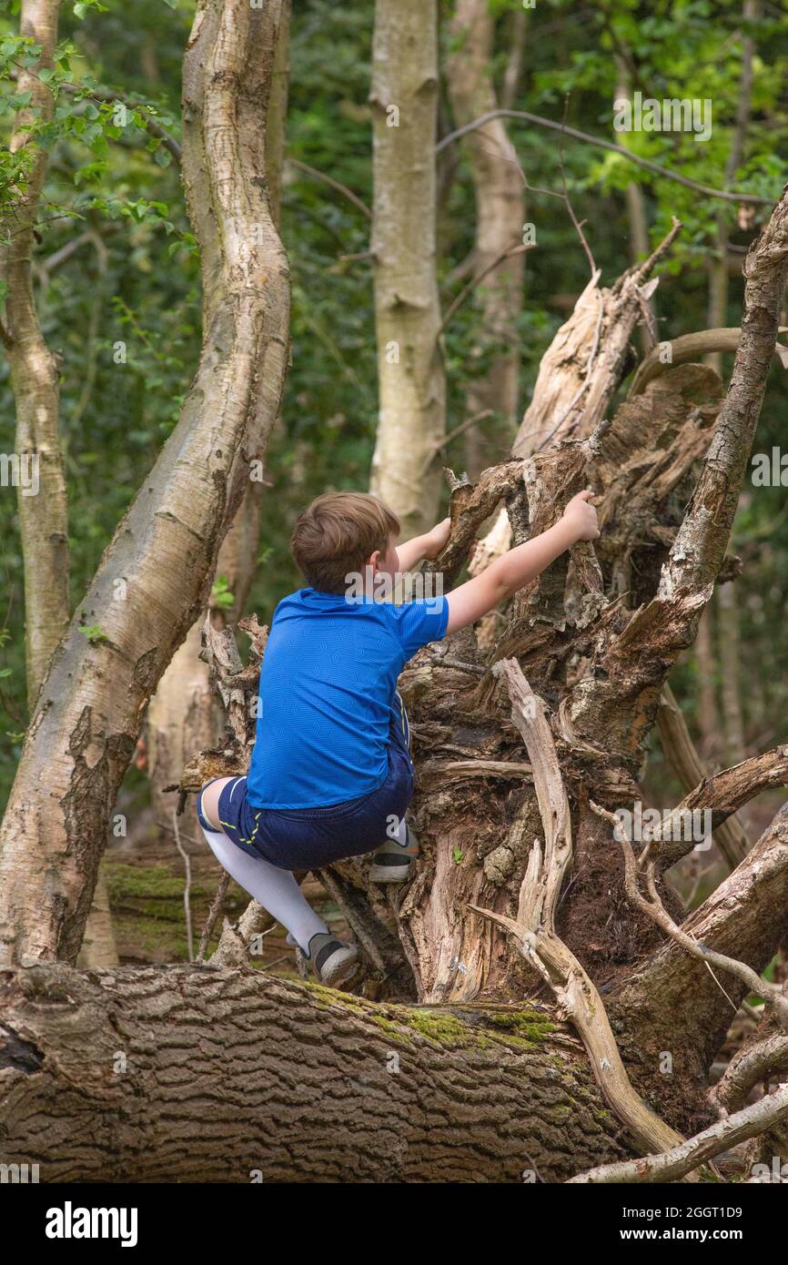 Young boy, exercising, climbing, clambering, instinctively adopting brachiating movement, posture to balance on fallen dead tree trunk in woodland. Stock Photo