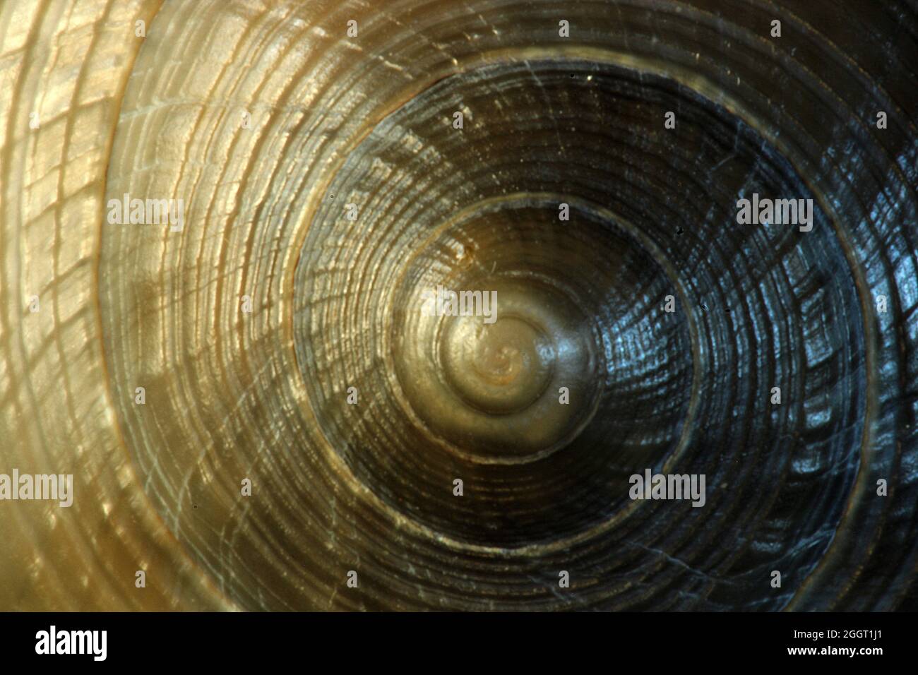 New Zealand helmet shell (Semicassis pyrum Stock Photo Alamy