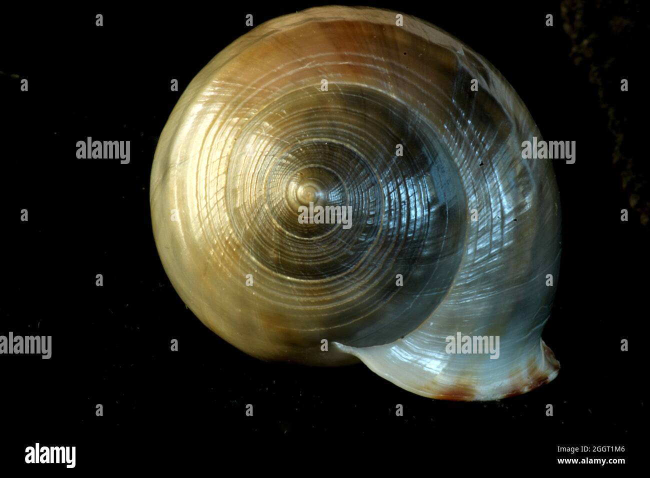 New Zealand helmet shell (Semicassis pyrum) Stock Photo