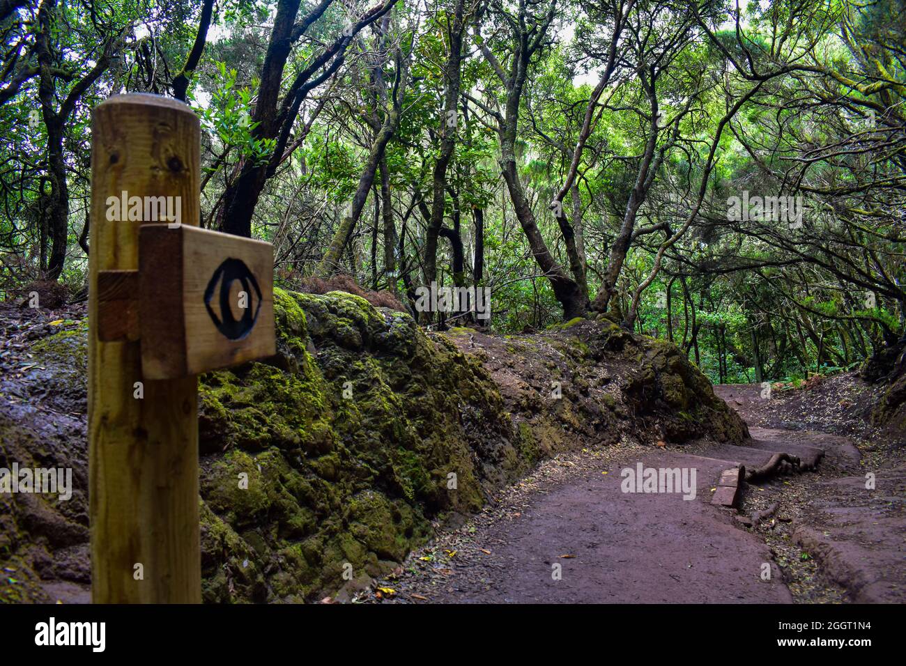 Natural view of a hiking trail in the forest Stock Photo - Alamy
