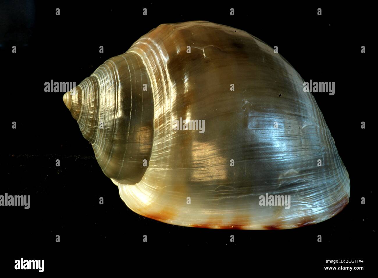 New Zealand helmet shell (Semicassis pyrum) Stock Photo