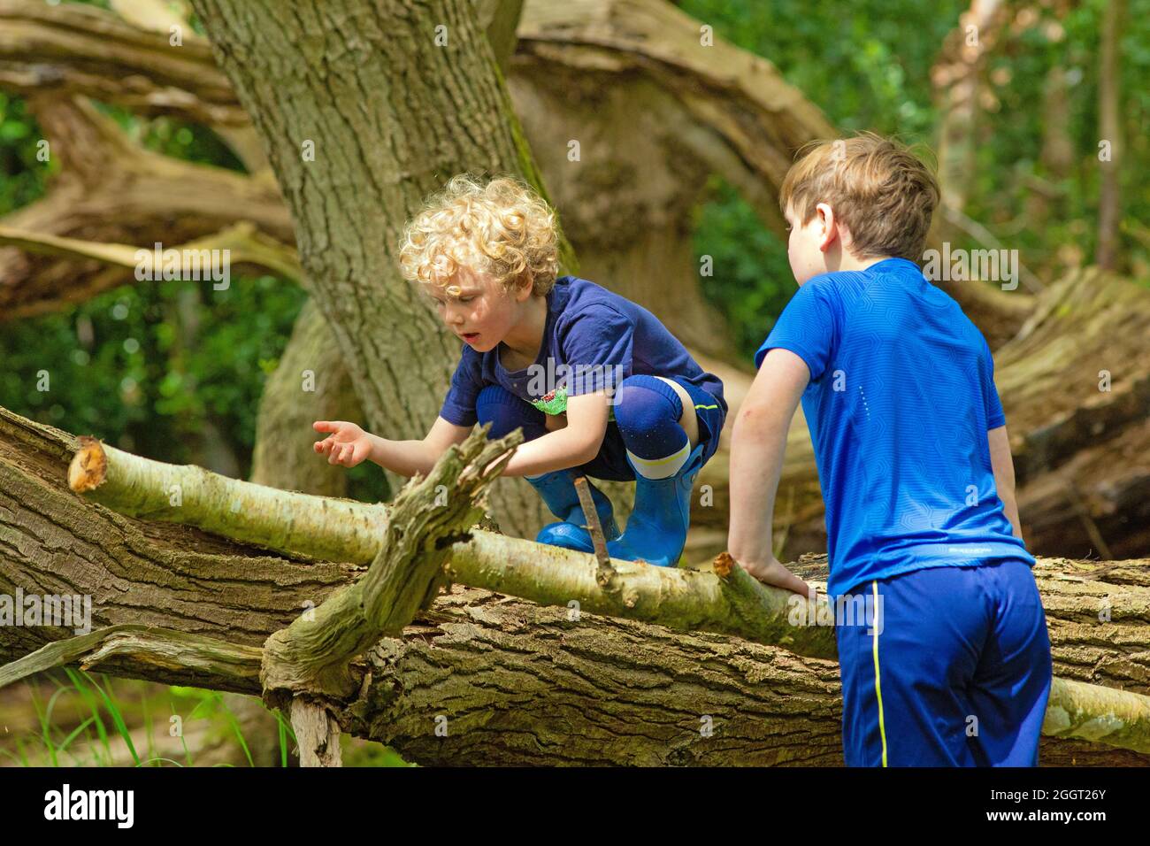 Two young boys, brothers, siblings, together, delight, surprise, explore, climbing, shared discovery of nature on a fallen dead tree trunk in woodland. Stock Photo