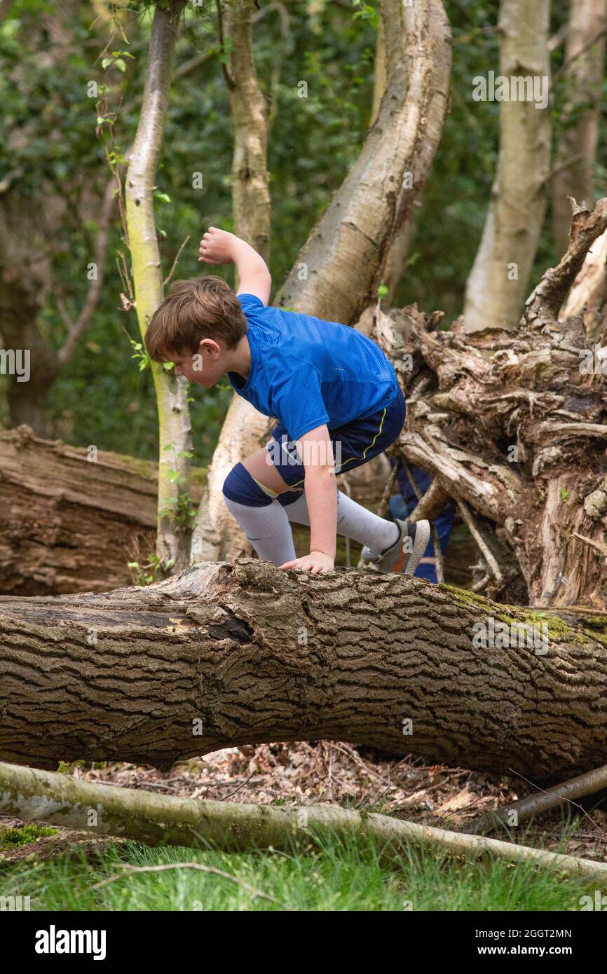 Young boy, child, clambering over fallen tree trunk, familiarising himself first hand with nature, wildness, wilderness. Experiencing and finding, Stock Photo