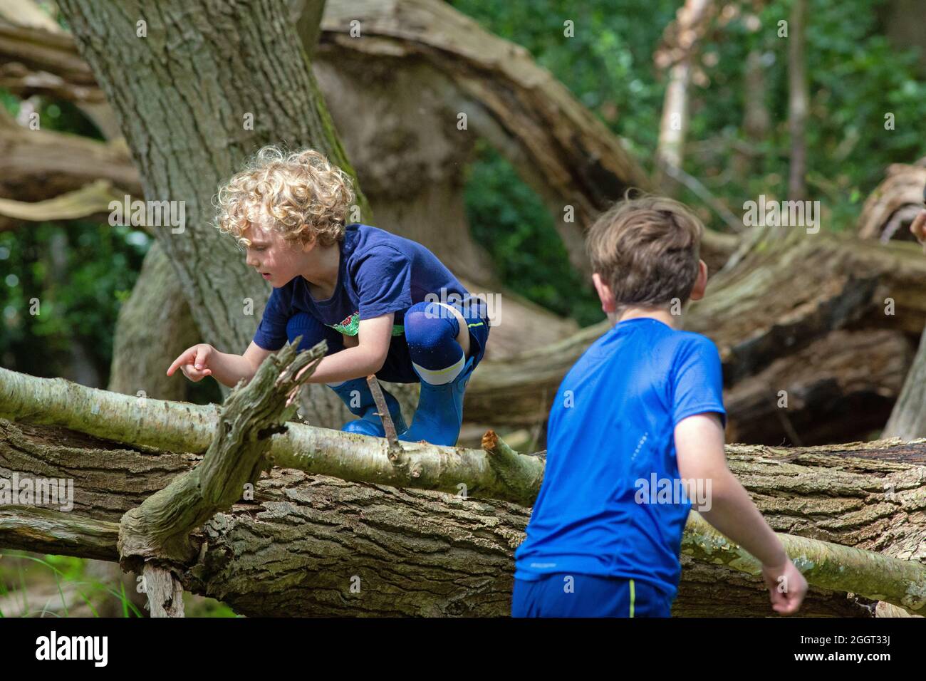 Two young boys, brothers, siblings, together, delight, surprise, explore, climbing, shared discovery of nature on fallen dead tree trunk in woodland. Stock Photo