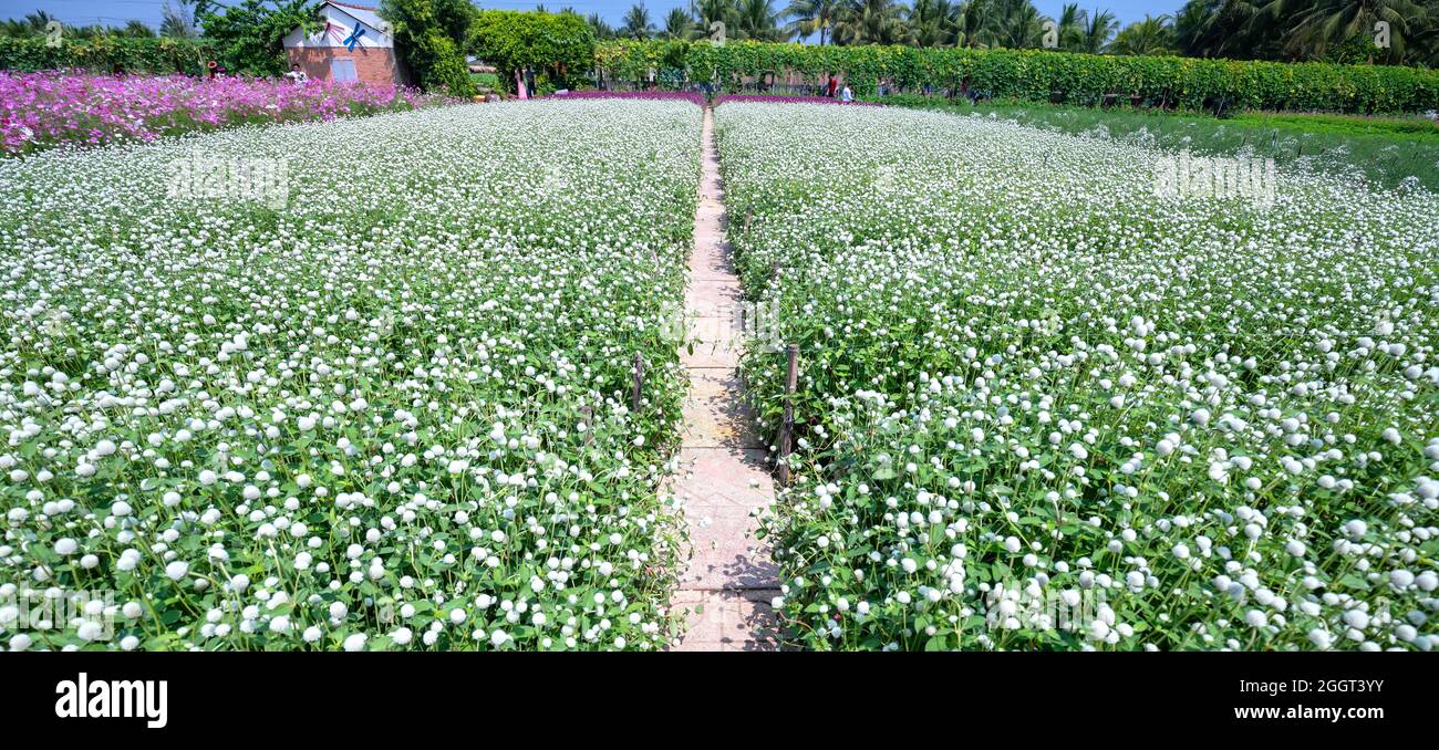 White Globe Amaranth flower field blooms in the eco-tourism area. Flowers are used to decorate the way to create a cool landscape for people's living Stock Photo