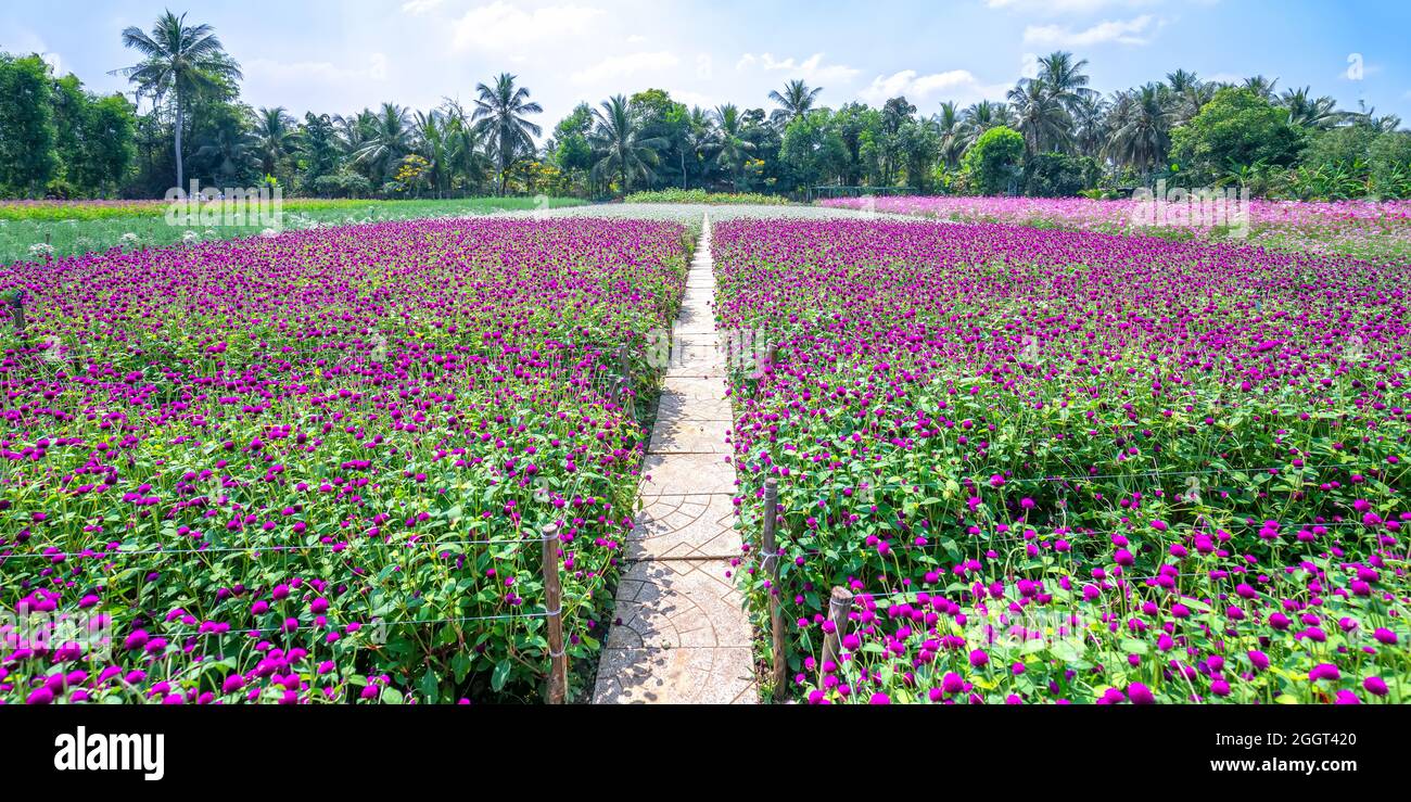 The purple Globe Amaranth flower field blooms in the eco-tourism area. Flowers are used to decorate the way to create a cool landscape Stock Photo