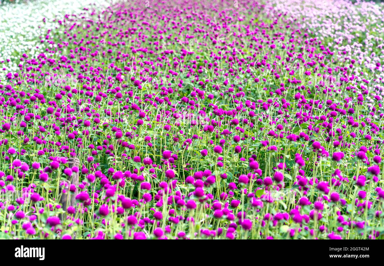 The purple Globe Amaranth flower field blooms in the eco-tourism area. Flowers are used to decorate the way to create a cool landscape Stock Photo