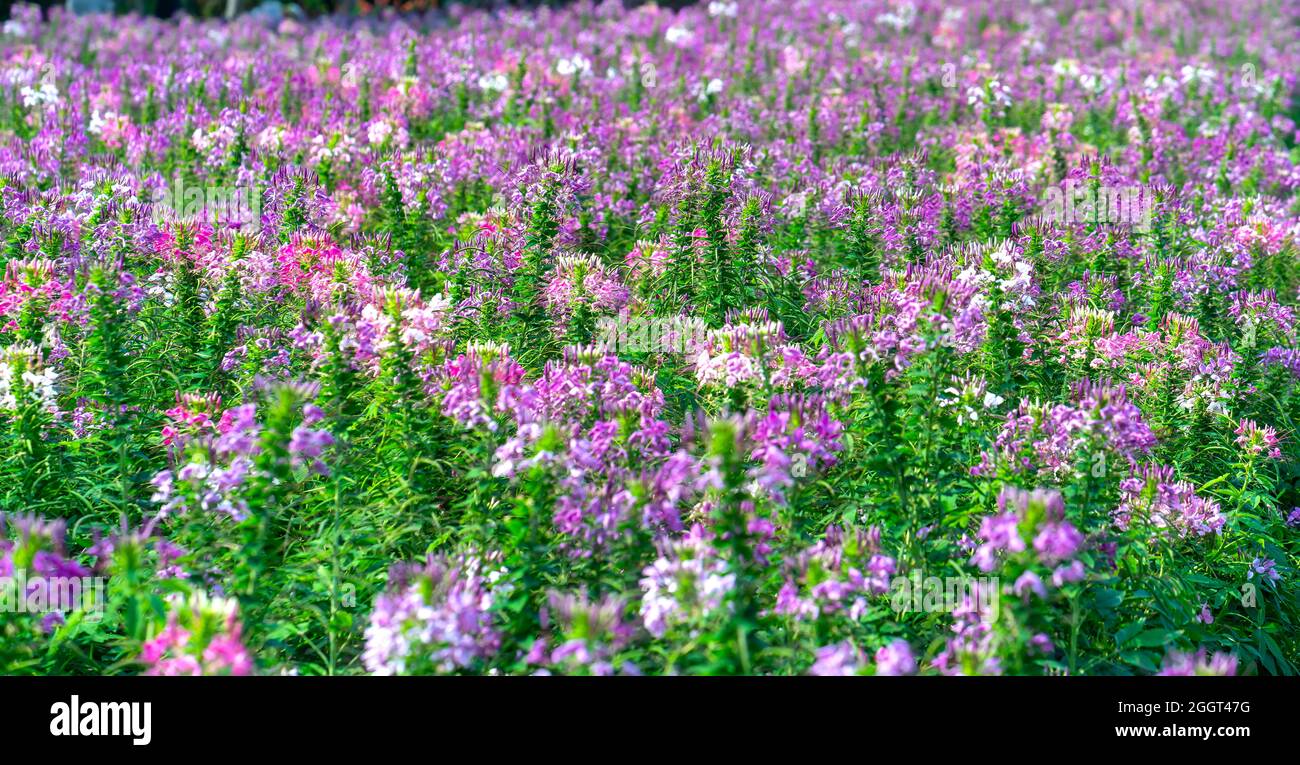 Cleome spinosa flower field blooms brilliantly in eco-tourism area. Flowers are used to decorate corridors, garden spaces and create fresh air Stock Photo