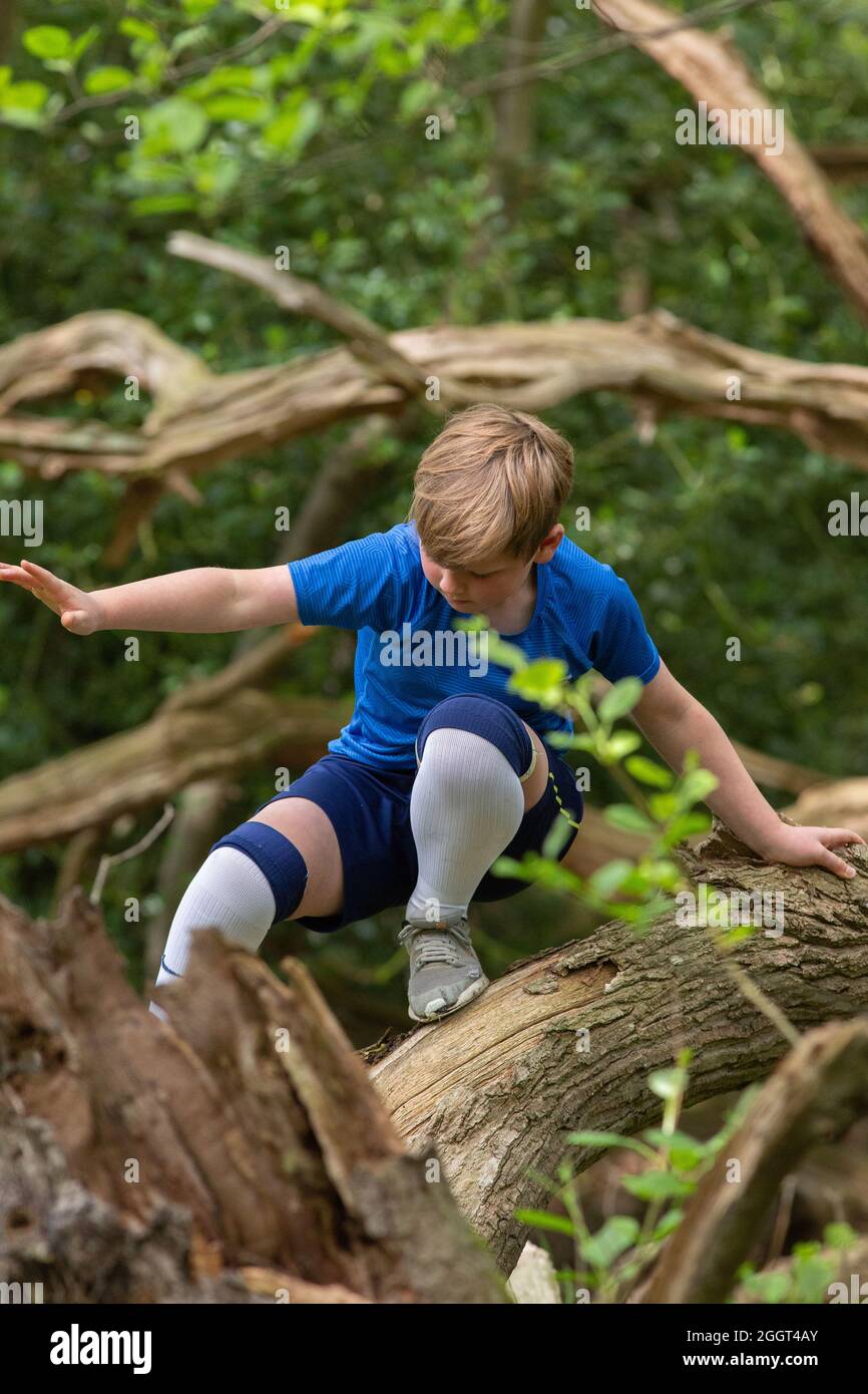Young boy, exercising, climbing, clambering, instinctively adopting brachiating movement, posture to balance on fallen dead tree trunk in woodland. Stock Photo