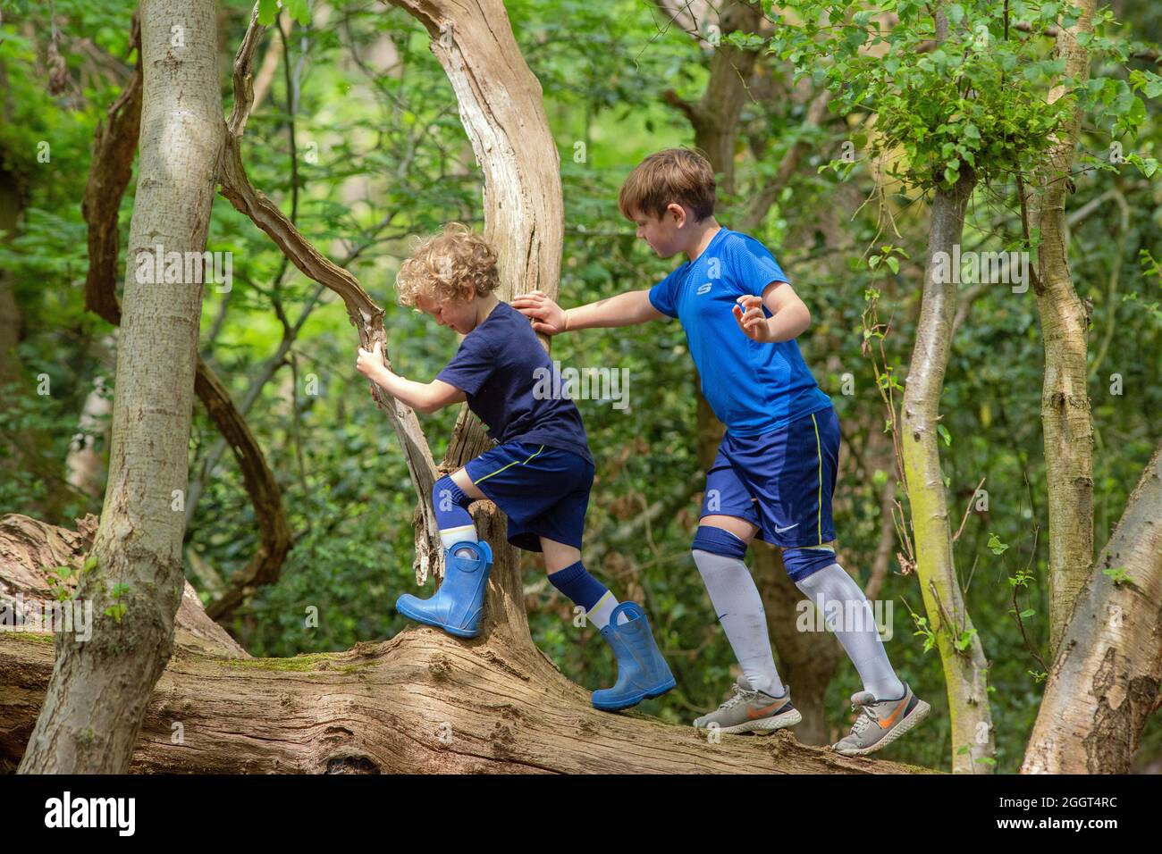 Two young boys, brothers, siblings, climbing, clambering, balancing on a fallen dead tree trunk in woodland. Shared nature finding and discovery. Rura Stock Photo