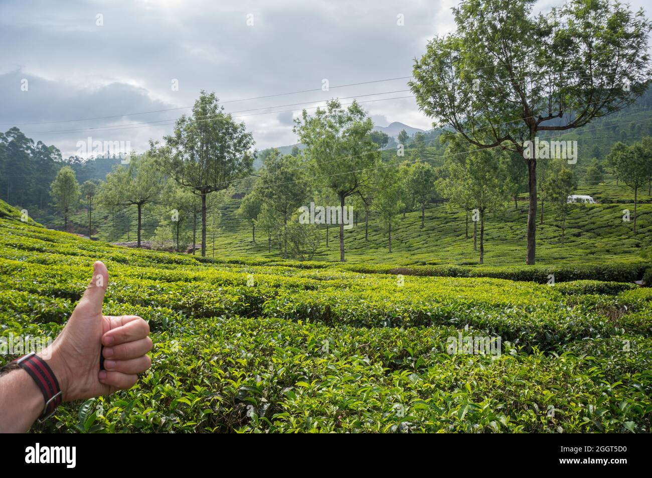 hand showing thumb up on the background of tea plantations. India, Munnar, Kerala.High mountain green tea on predam plan mountains in the background. Stock Photo