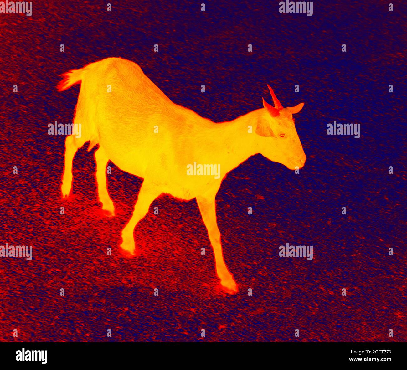 Walking Goat. Scanning the animal's body temperature with a thermal
