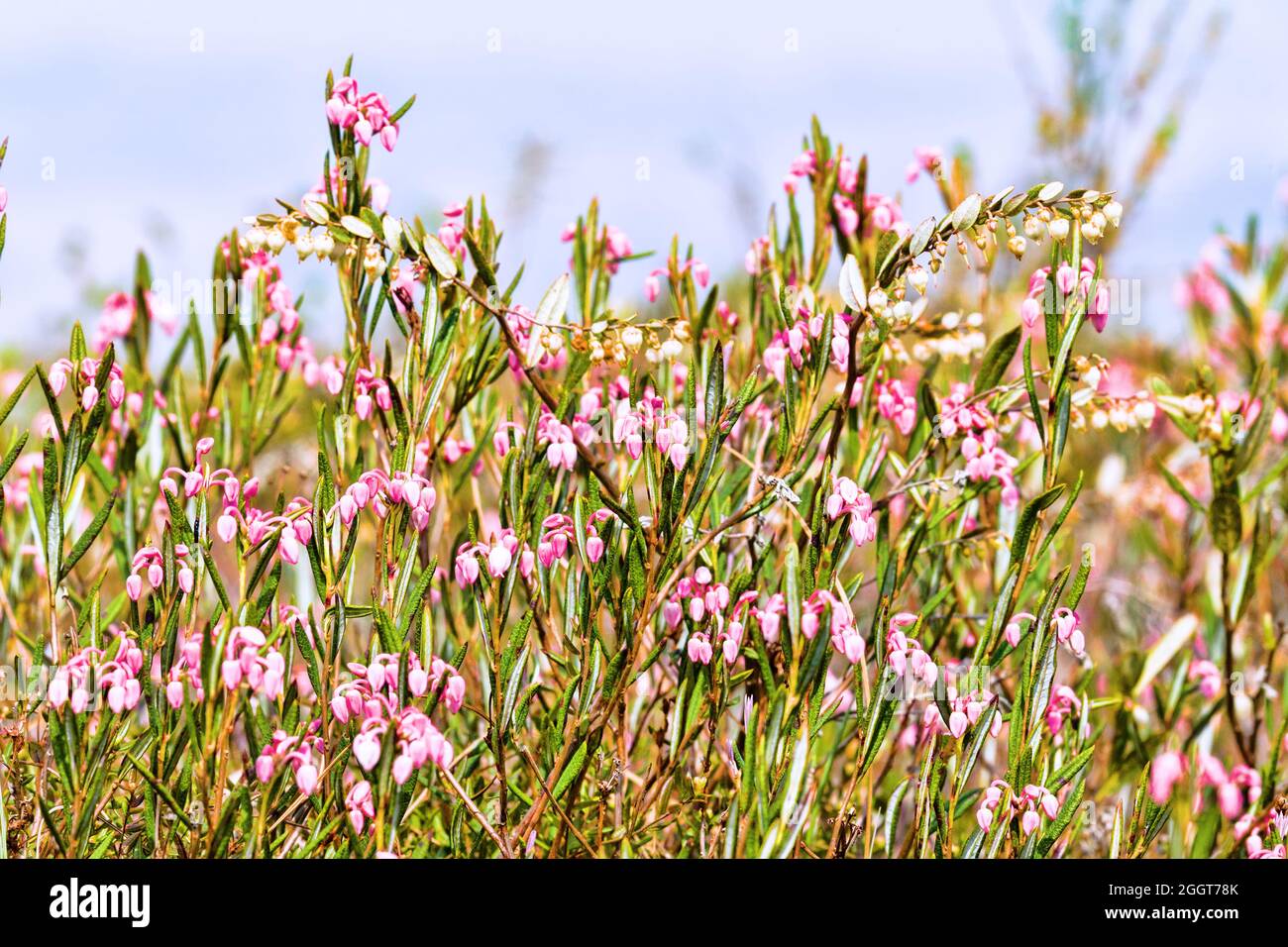 Bog rosemary (Andromeda polifolia) and Leatherleaf (Chamaedaphne cassandra) at mesotrophic peat-land (transition moor) in the north-east of Europe. Ma Stock Photo