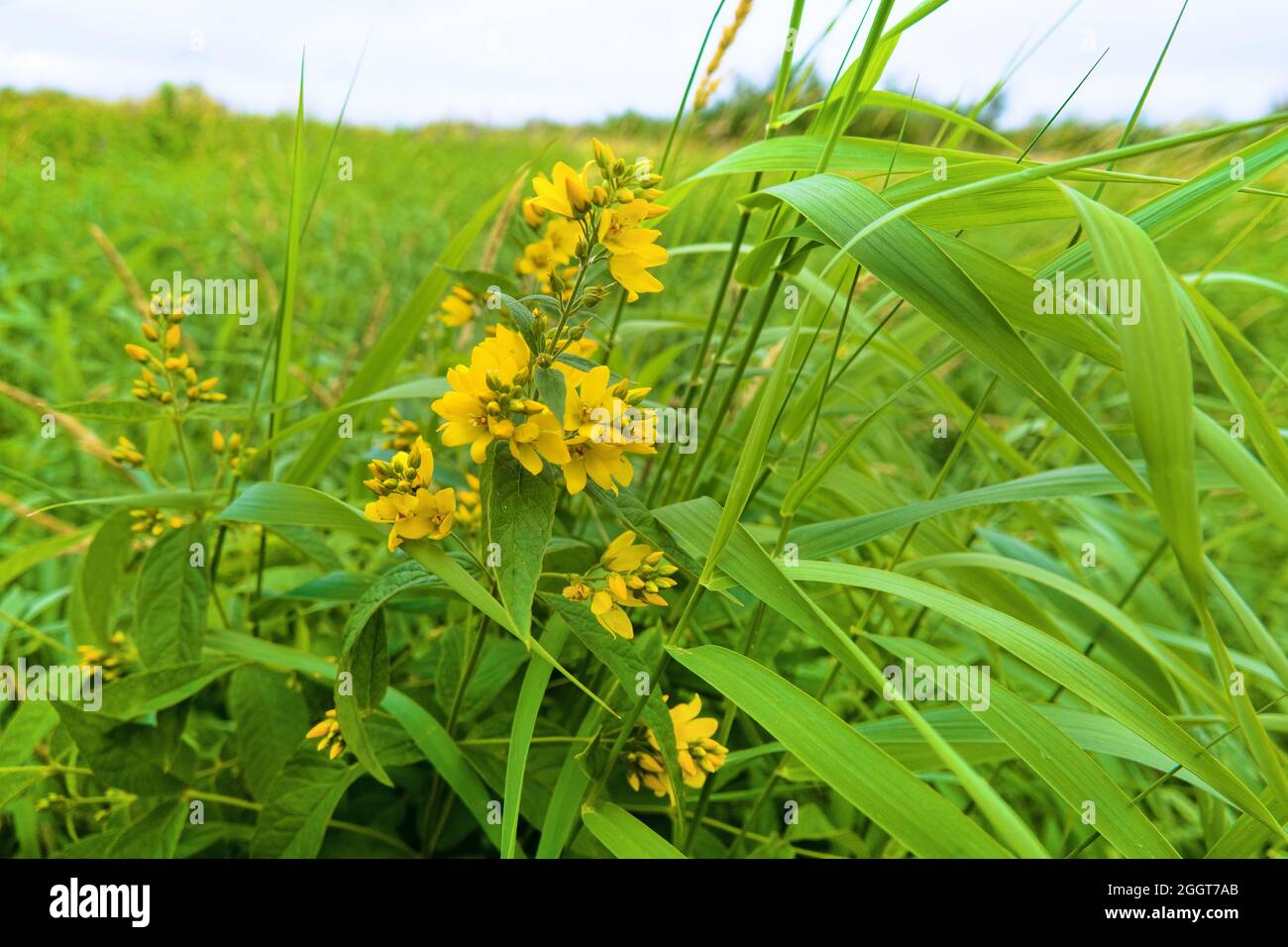 Haughland heavy grass. Golden Loosestrife (Willow-wort, Lysimachia vulgaris) on water (bottomland) meadows. The plant contains dyes that were used to Stock Photo