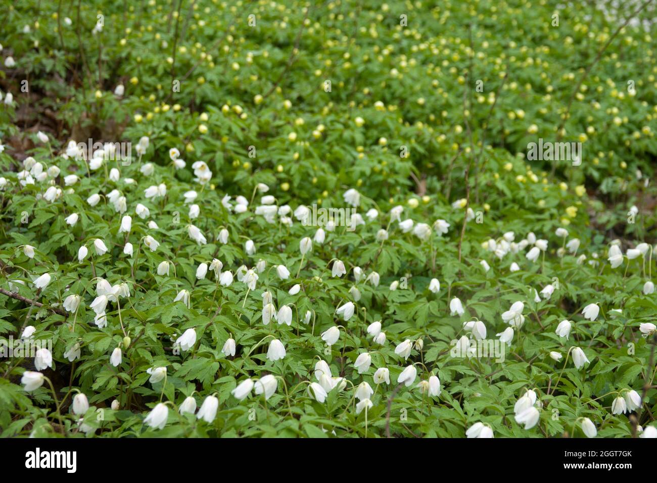 Early bloomers (primroses) of northern European forests. European wood anemone (Anemone nemorosa) and Yellow wood anemone (Anemone ranunculoides) in p Stock Photo