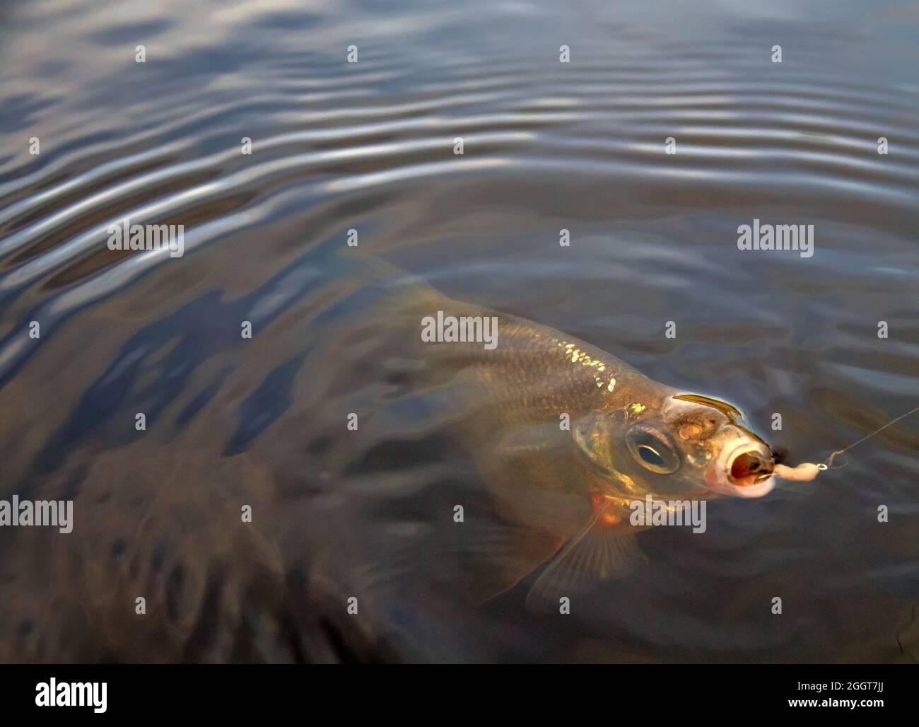 Catching fish with fishing line for bottom fishing in the northern river in the spring - sportfishing. Eastern bream (Abramis brama) fishing, small br Stock Photo