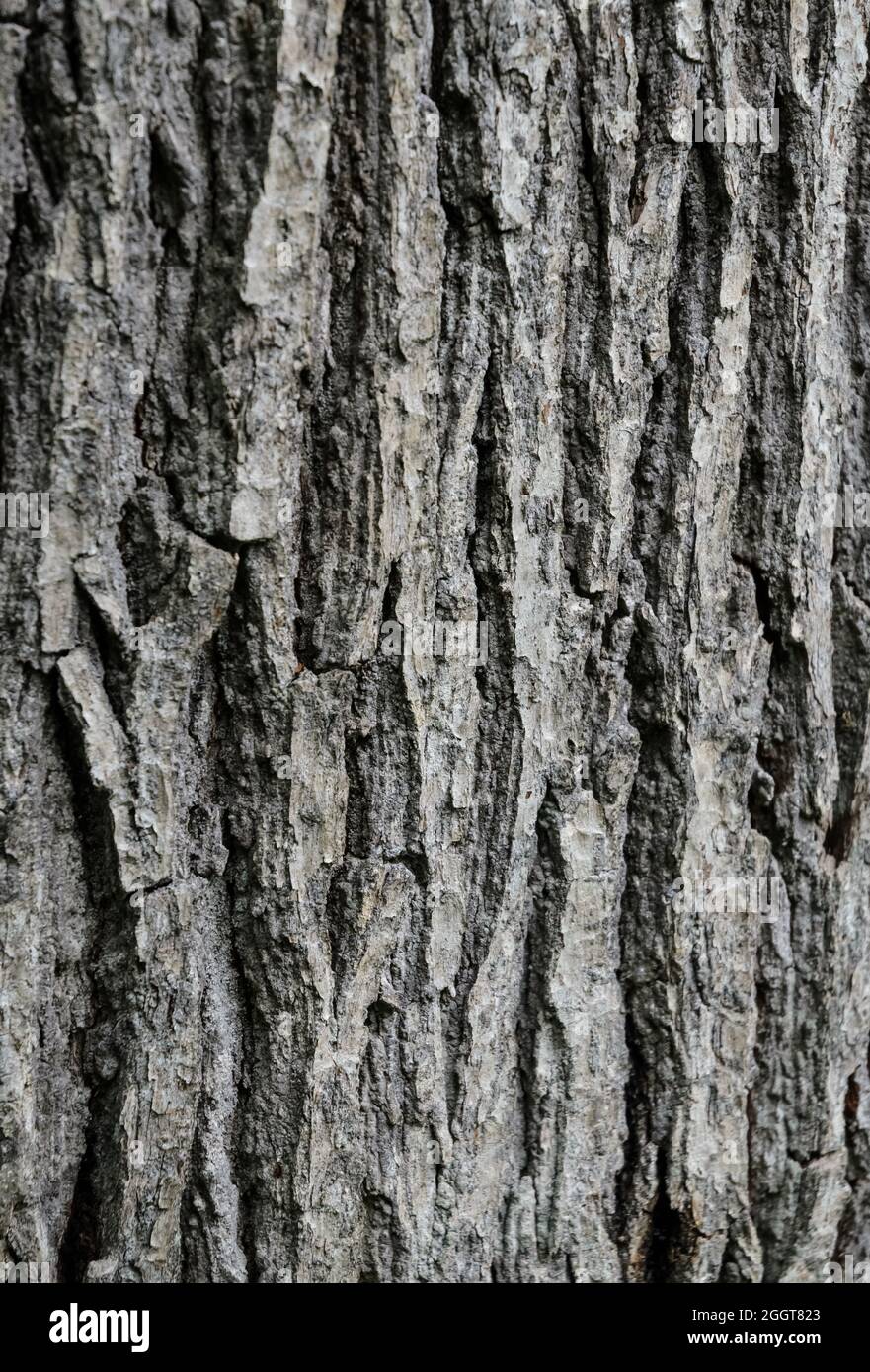 Close-up view of weathered outer bark of an oak tree (Quercus) with different layers, cracks and lines, abstract natural texture or background Stock Photo