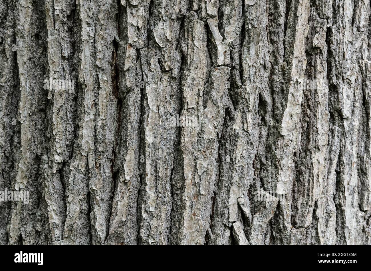 Close-up view of weathered outer bark of an oak tree (Quercus) with different layers, cracks and lines, abstract natural texture or background Stock Photo