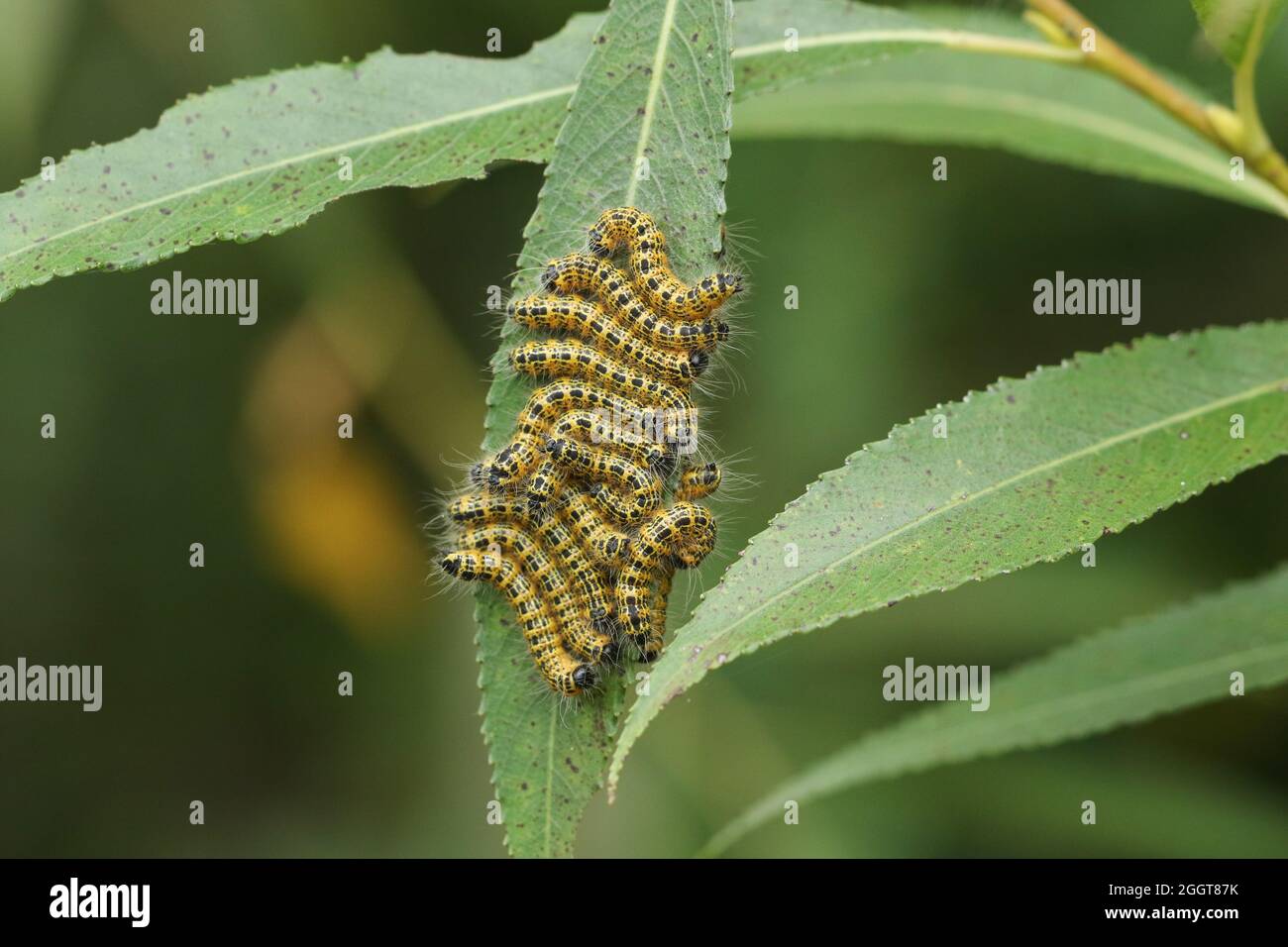 A number of Buff-tip Moth Caterpillar, Phalera bucephala, feeding on Willow Tree leaves in woodland. Stock Photo