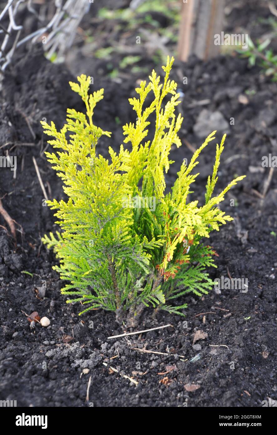 Thuja occidentalis with yellow leaves.Yellow cedar. They are commonly known as arborvitaes, thujas or cedars. Stock Photo