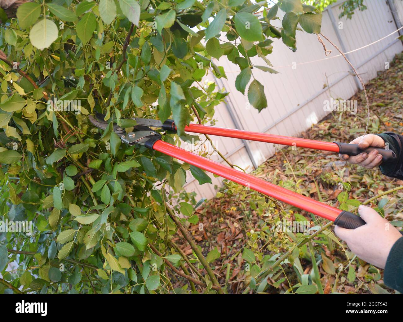 Gardener with garden tools pruning Rose. Prune Climbing Roses. How to