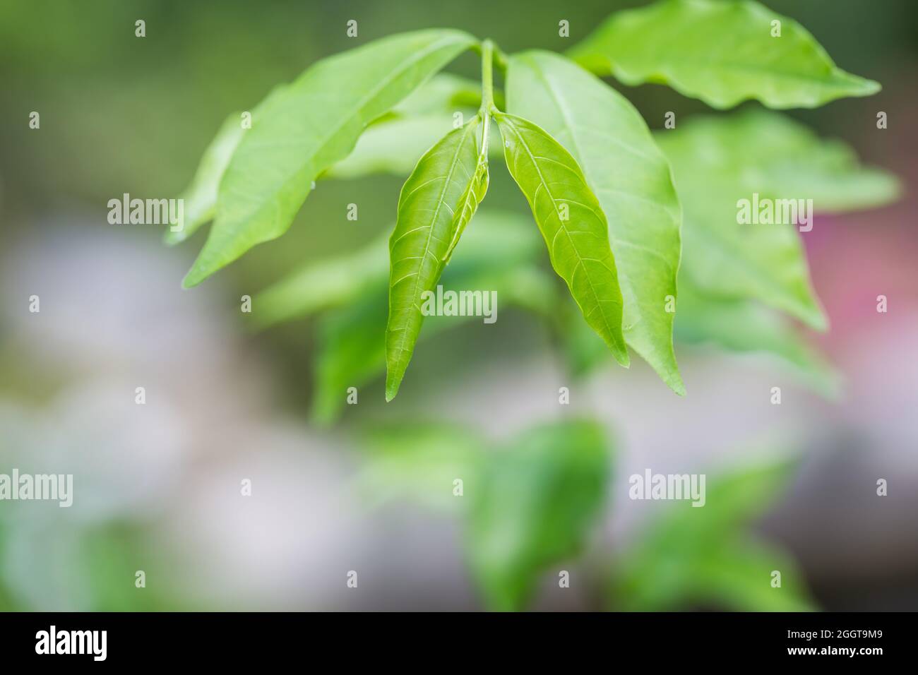 Fresh green young leaves on a tree branch in nature Stock Photo - Alamy