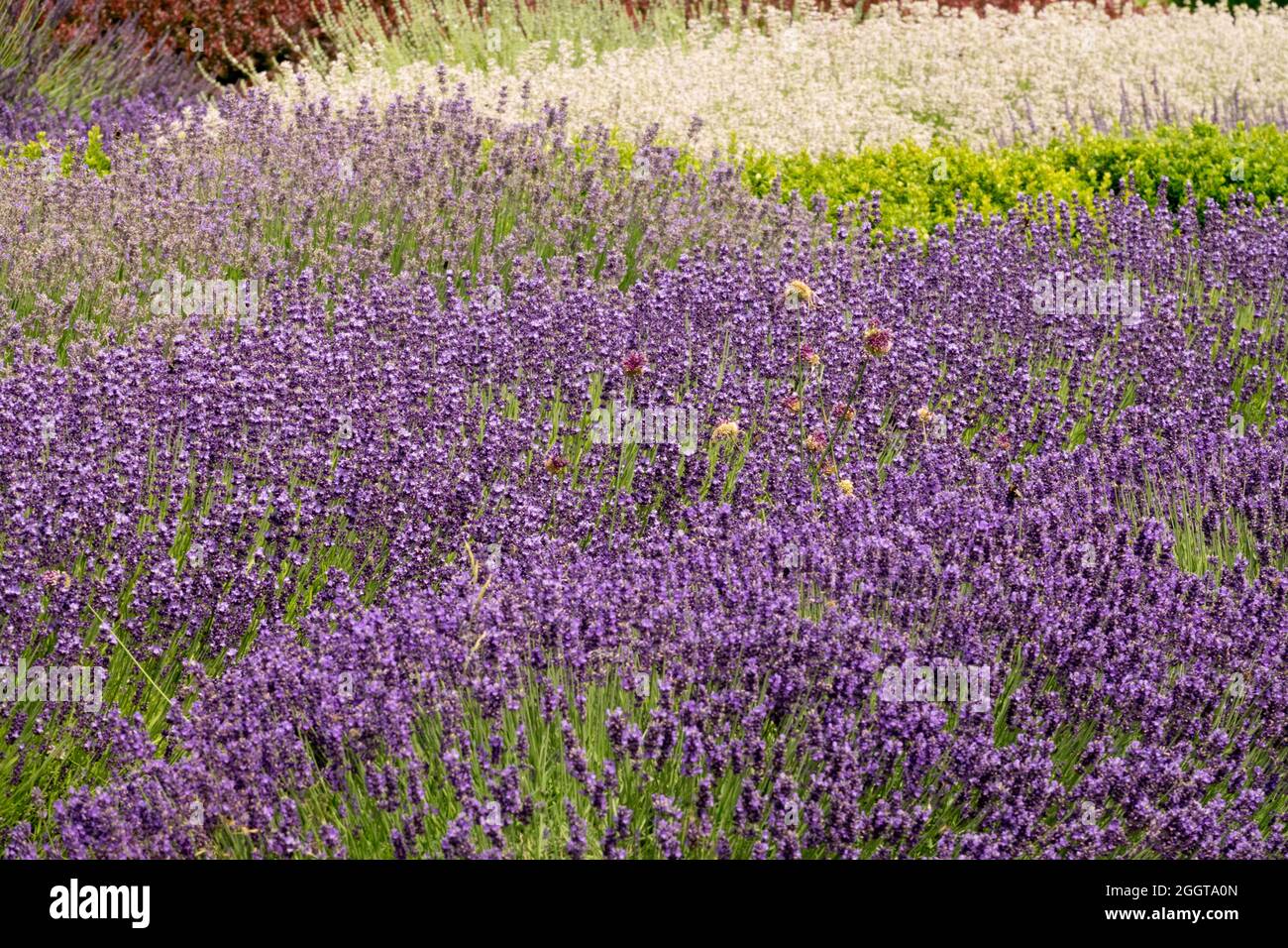 Herbaceous perennial drifts  mixed different kinds of lavender field Stock Photo