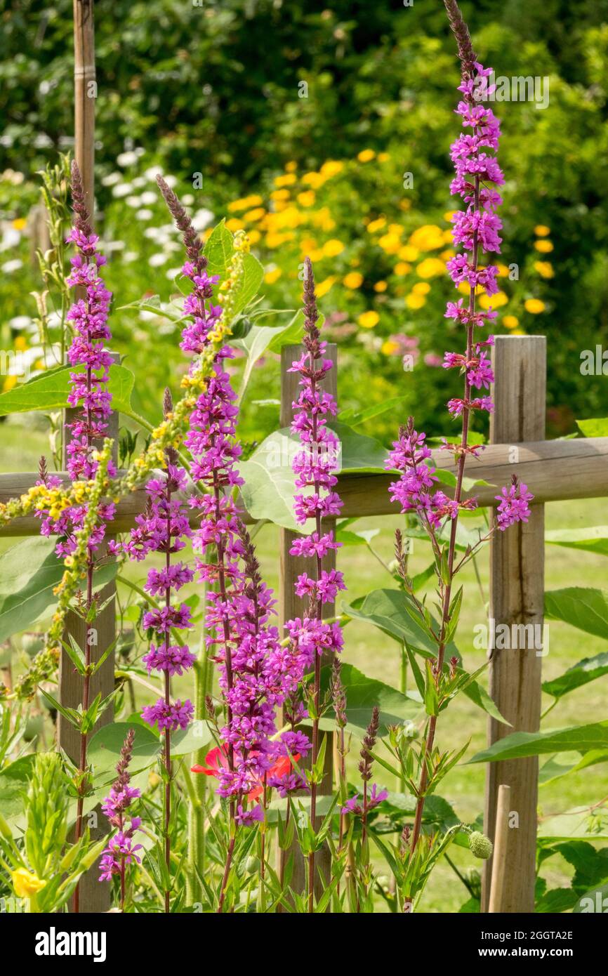 Flowers garden fence Losestrife purple flowers Lythrum virgatum Stock Photo