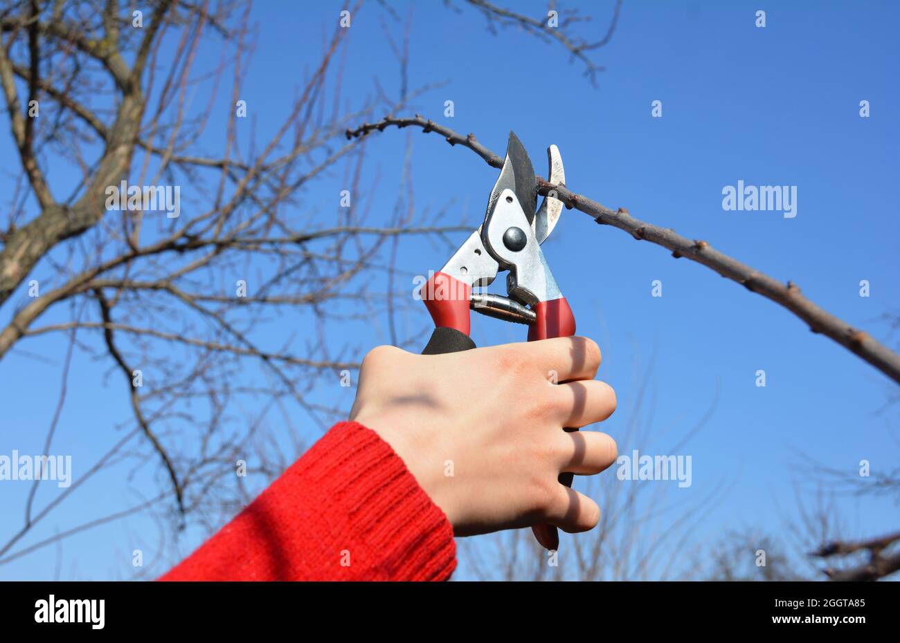 Bypass pruners fruit tree hi-res stock photography and images - Alamy
